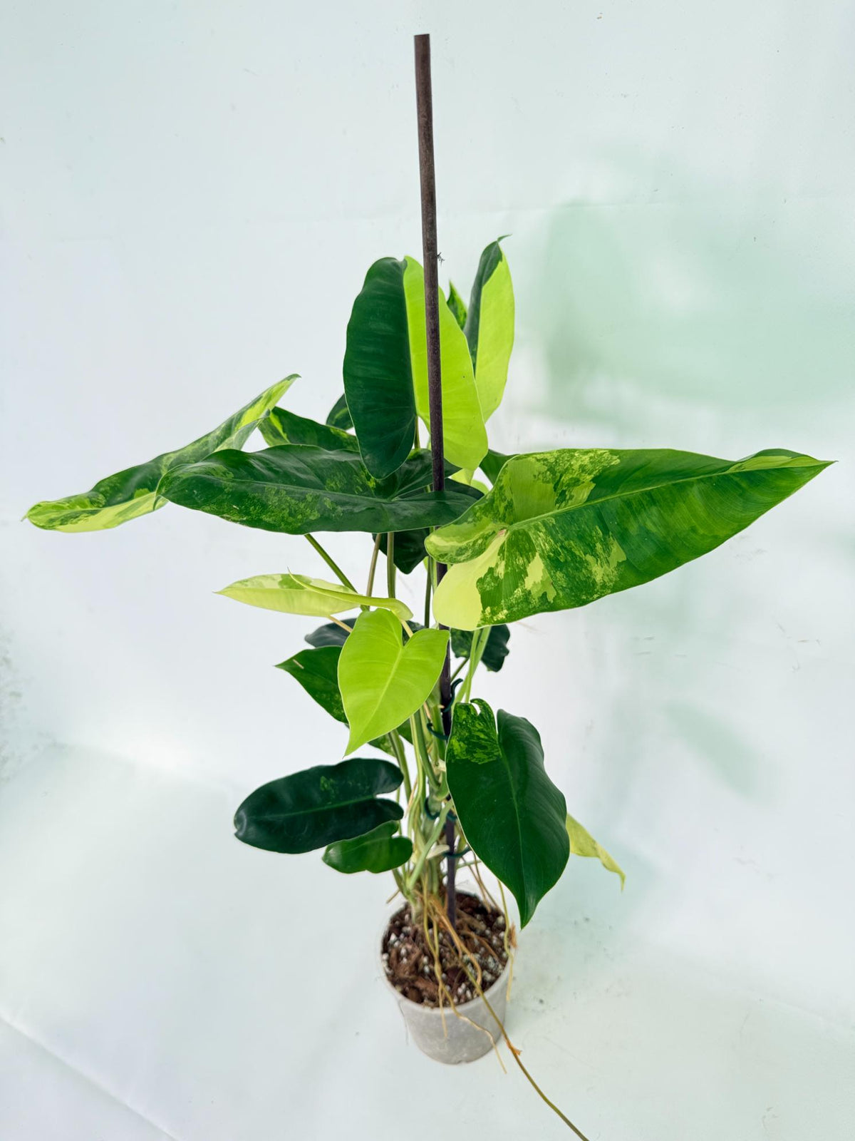 Philodendron Burle Marx Variegata 09