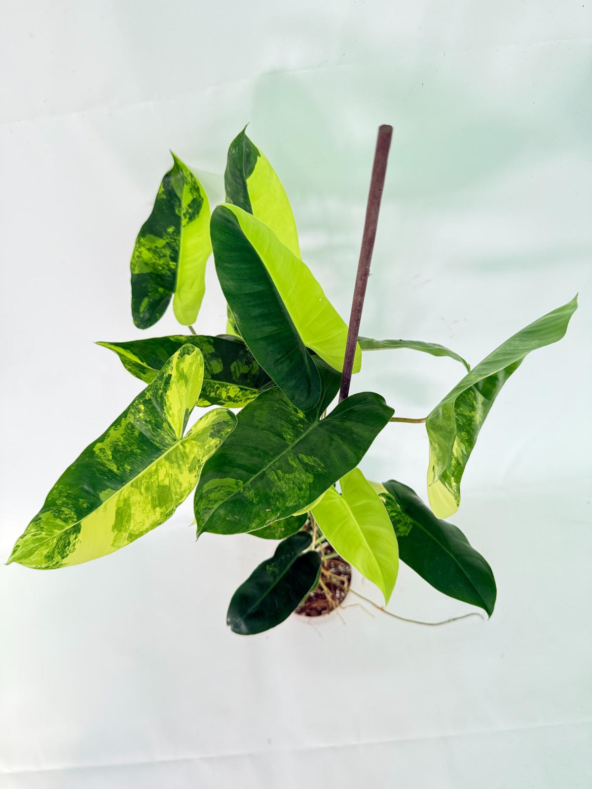 Philodendron Burle Marx Variegata 10
