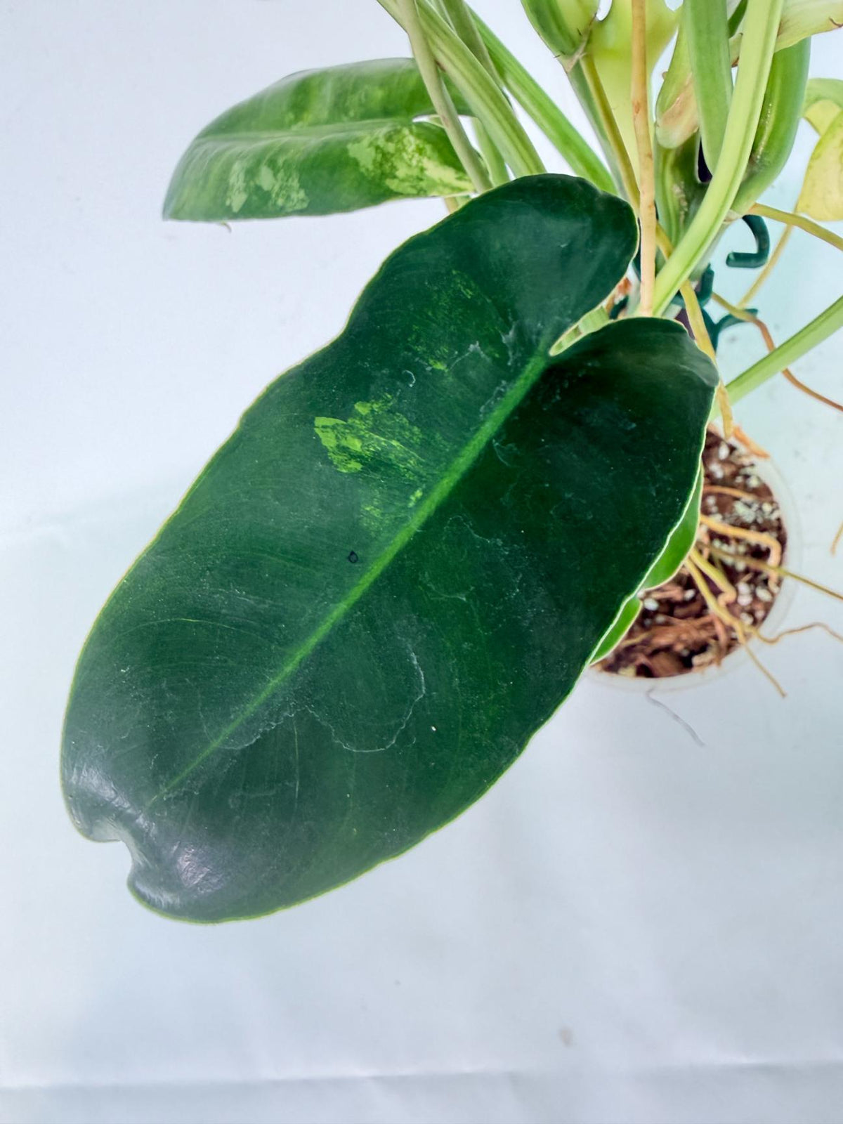 Philodendron Burle Marx Variegata 11