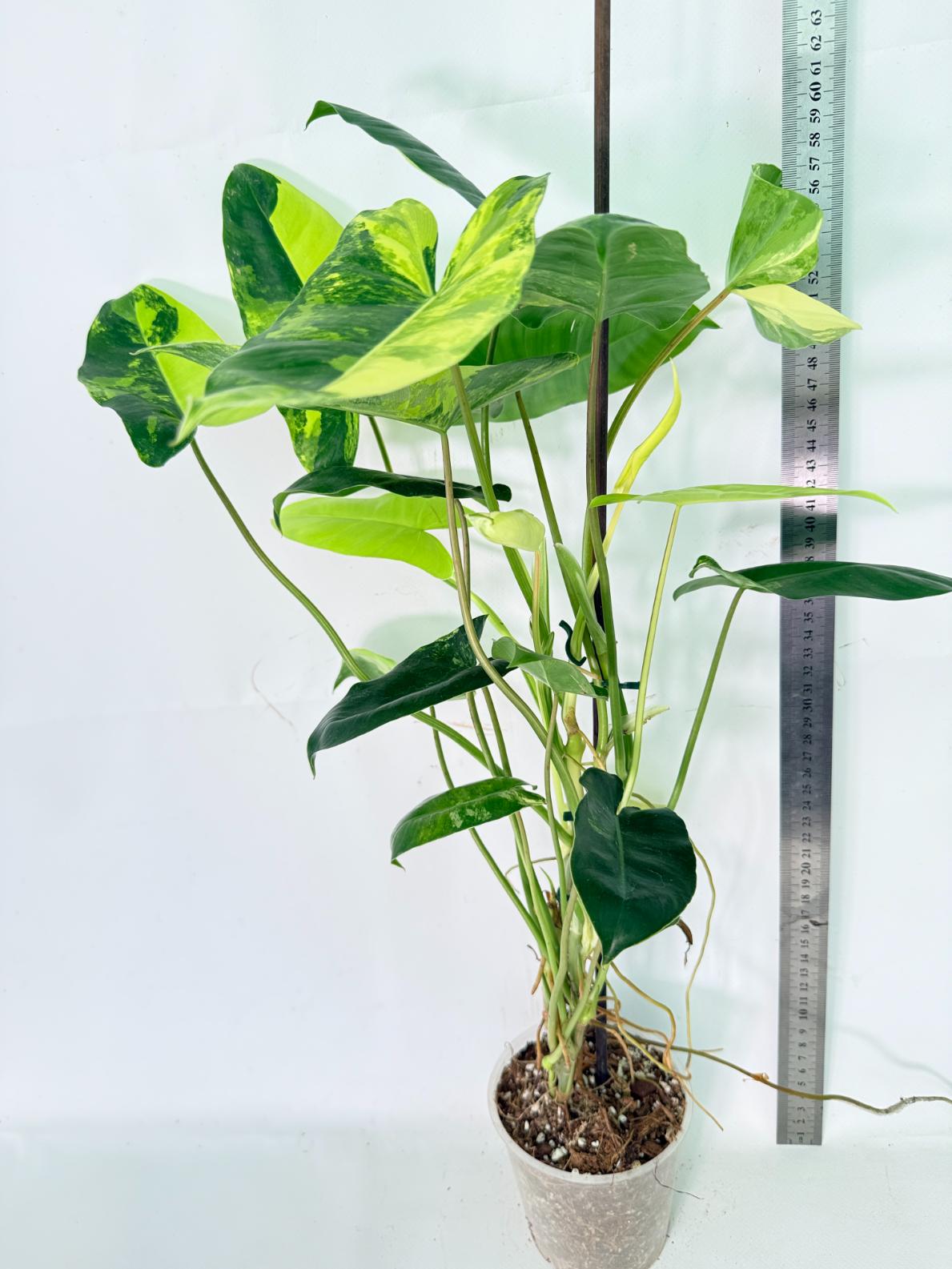 Philodendron Burle Marx Variegata 12