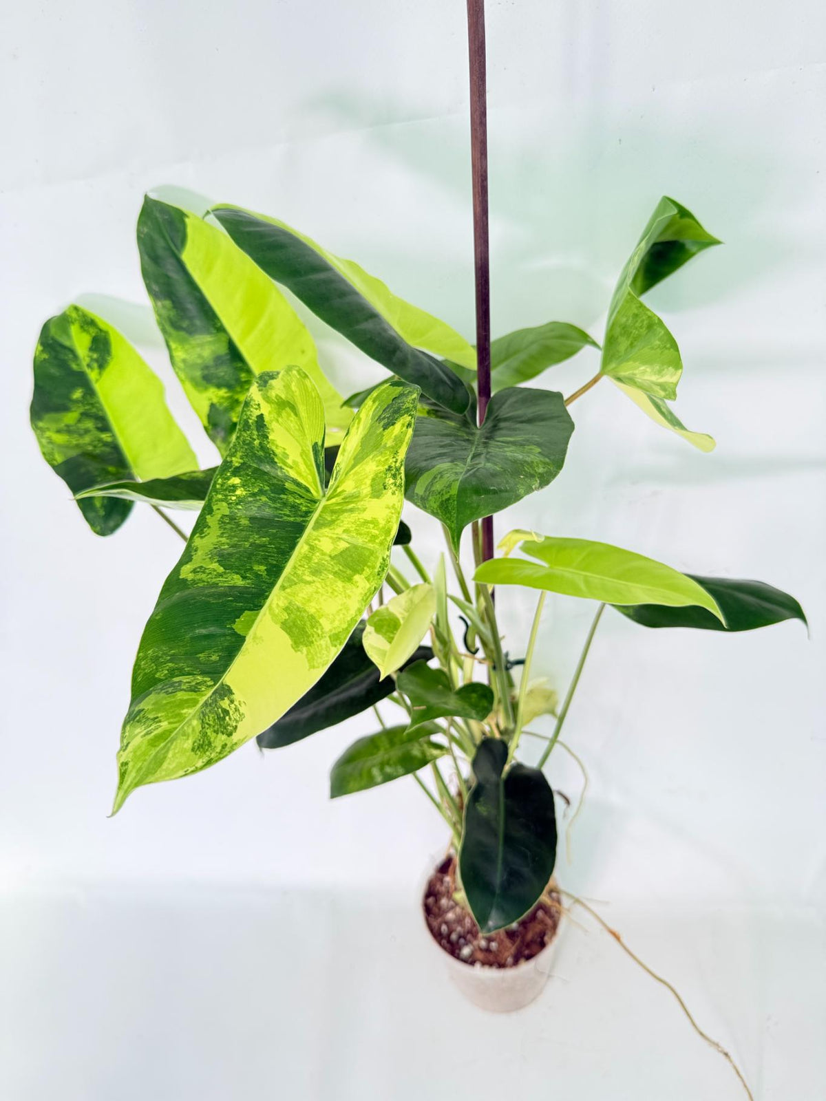 Philodendron Burle Marx Variegata 01