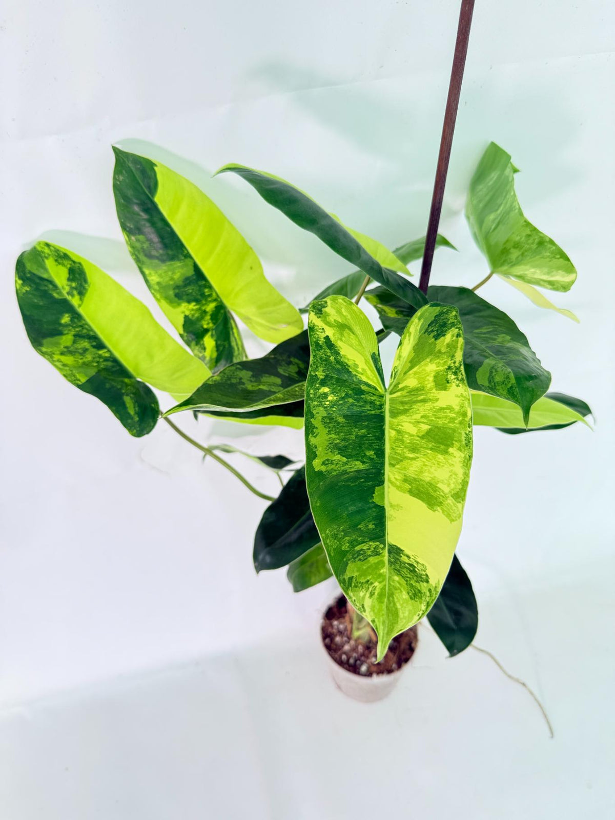 Philodendron Burle Marx Variegata 02