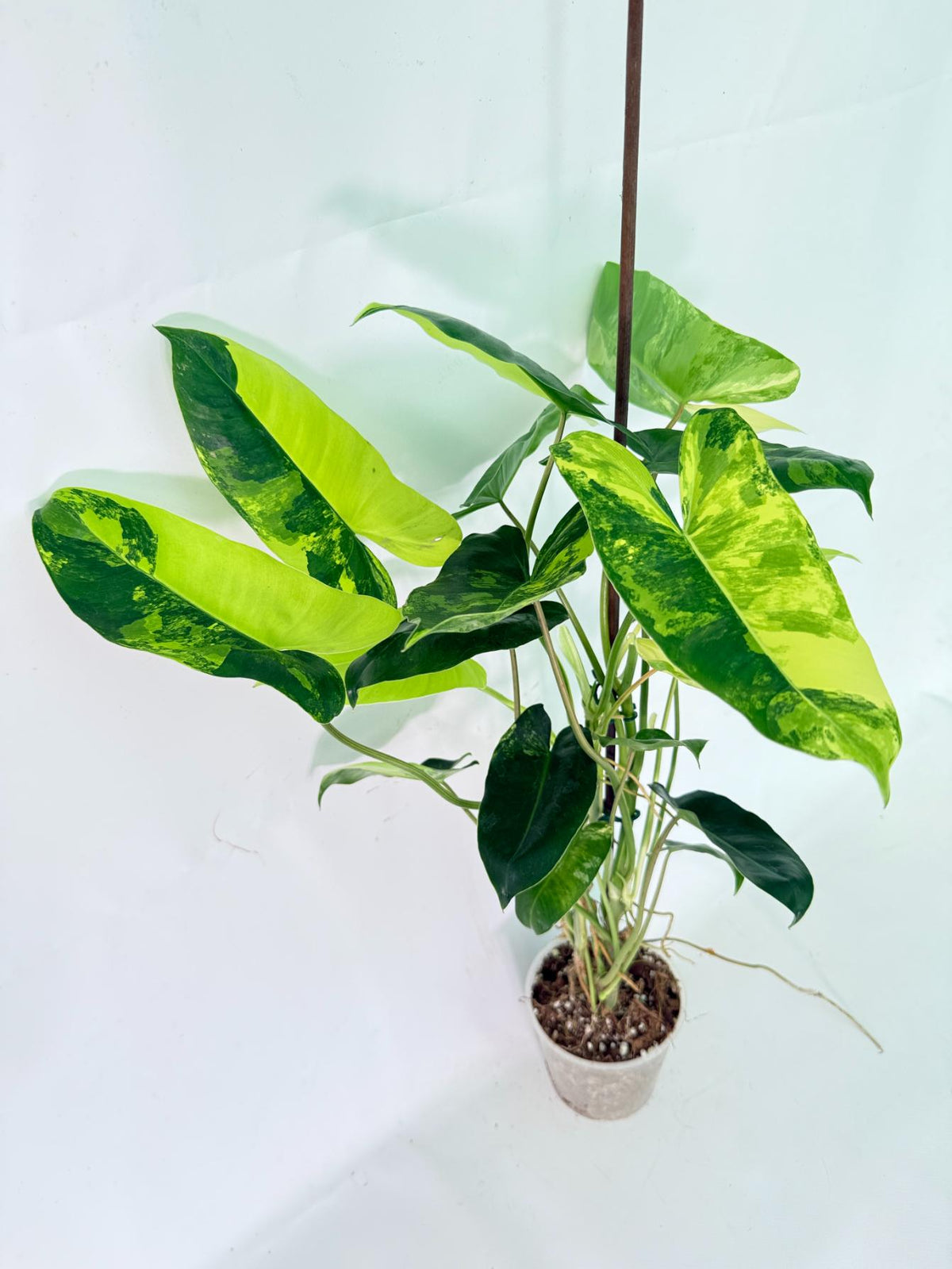Philodendron Burle Marx Variegata 03