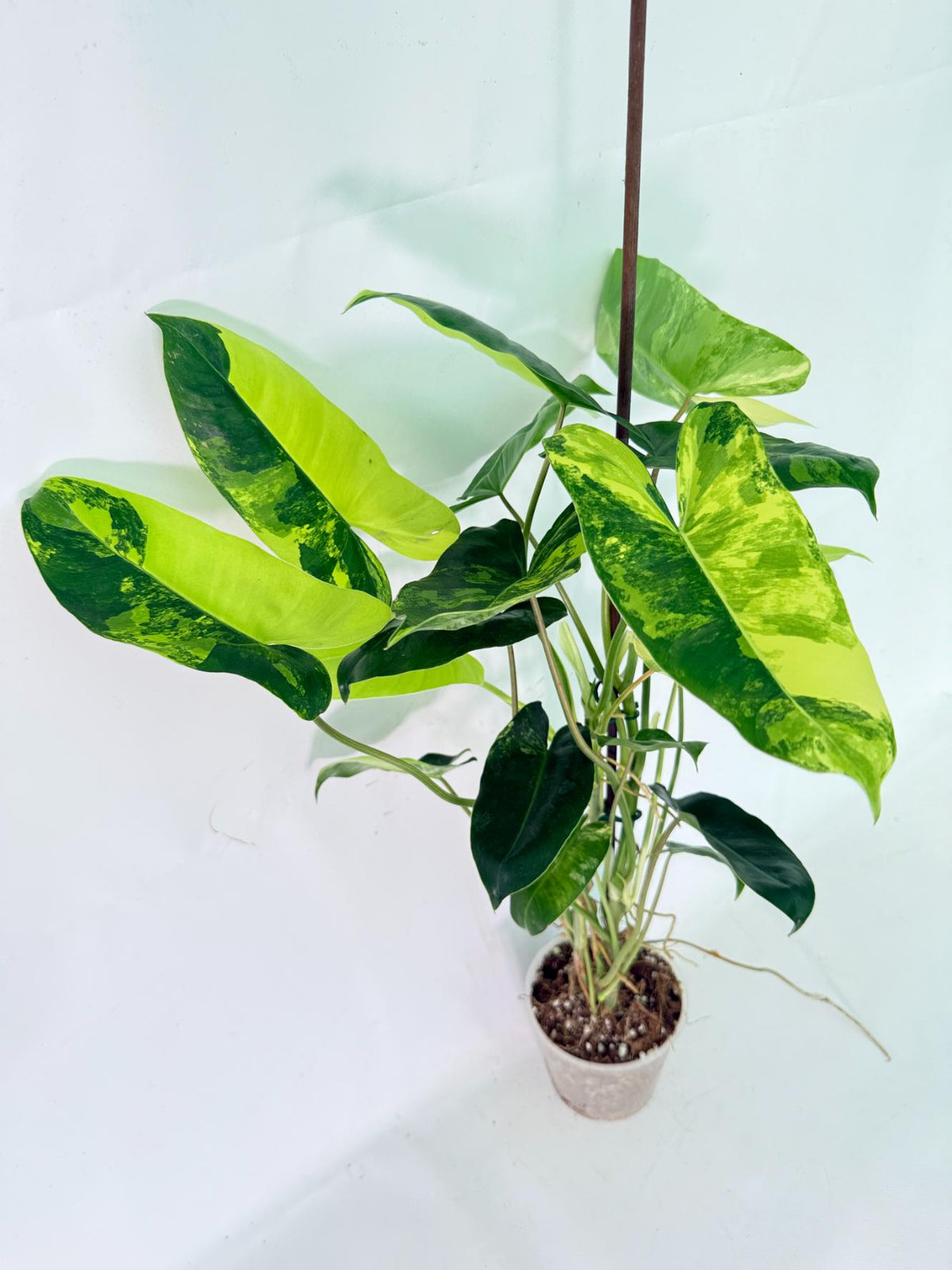 Philodendron Burle Marx Variegata 04