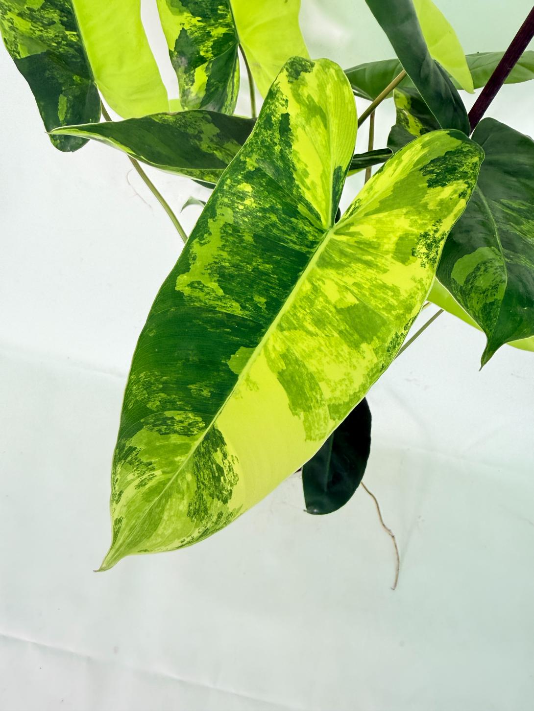 Philodendron Burle Marx Variegata 05