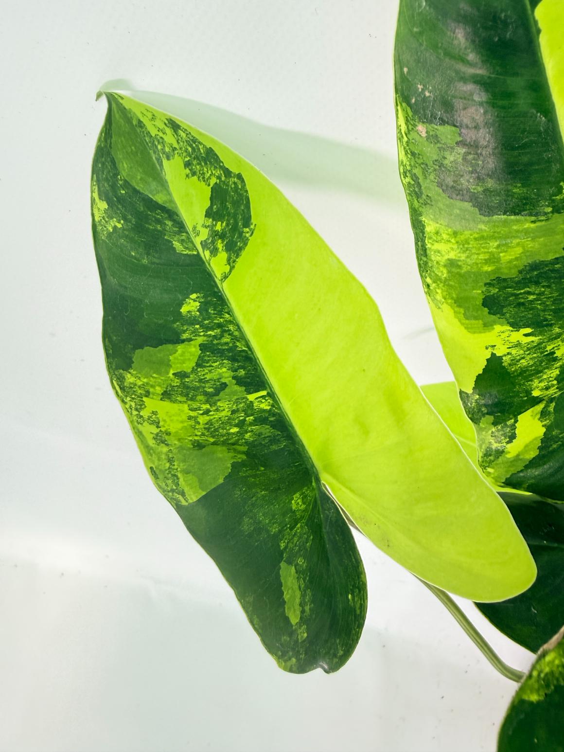 Philodendron Burle Marx Variegata 05