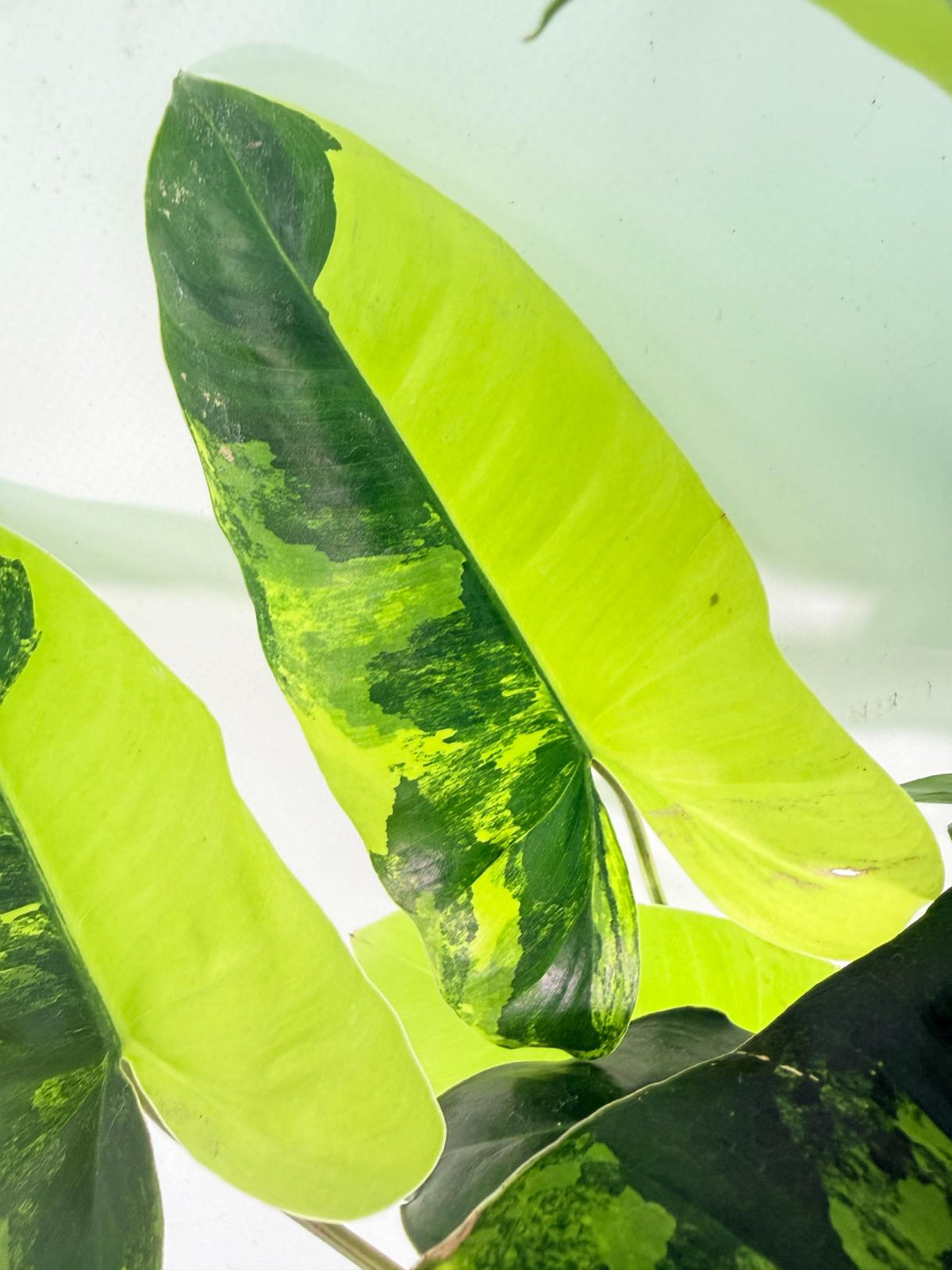 Philodendron Burle Marx Variegata 07