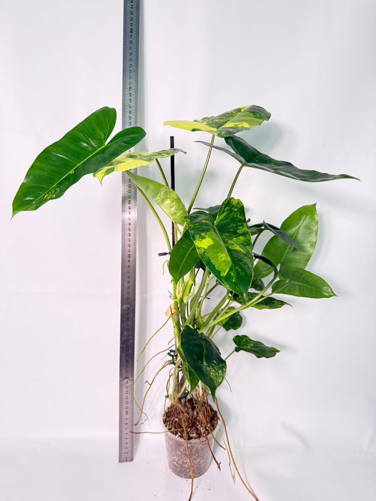 Philodendron Burle Marx Variegata 2