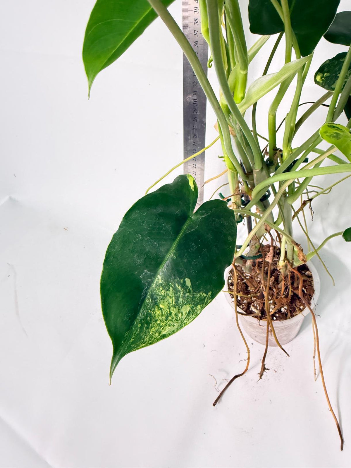 Philodendron Burle Marx Variegata 12