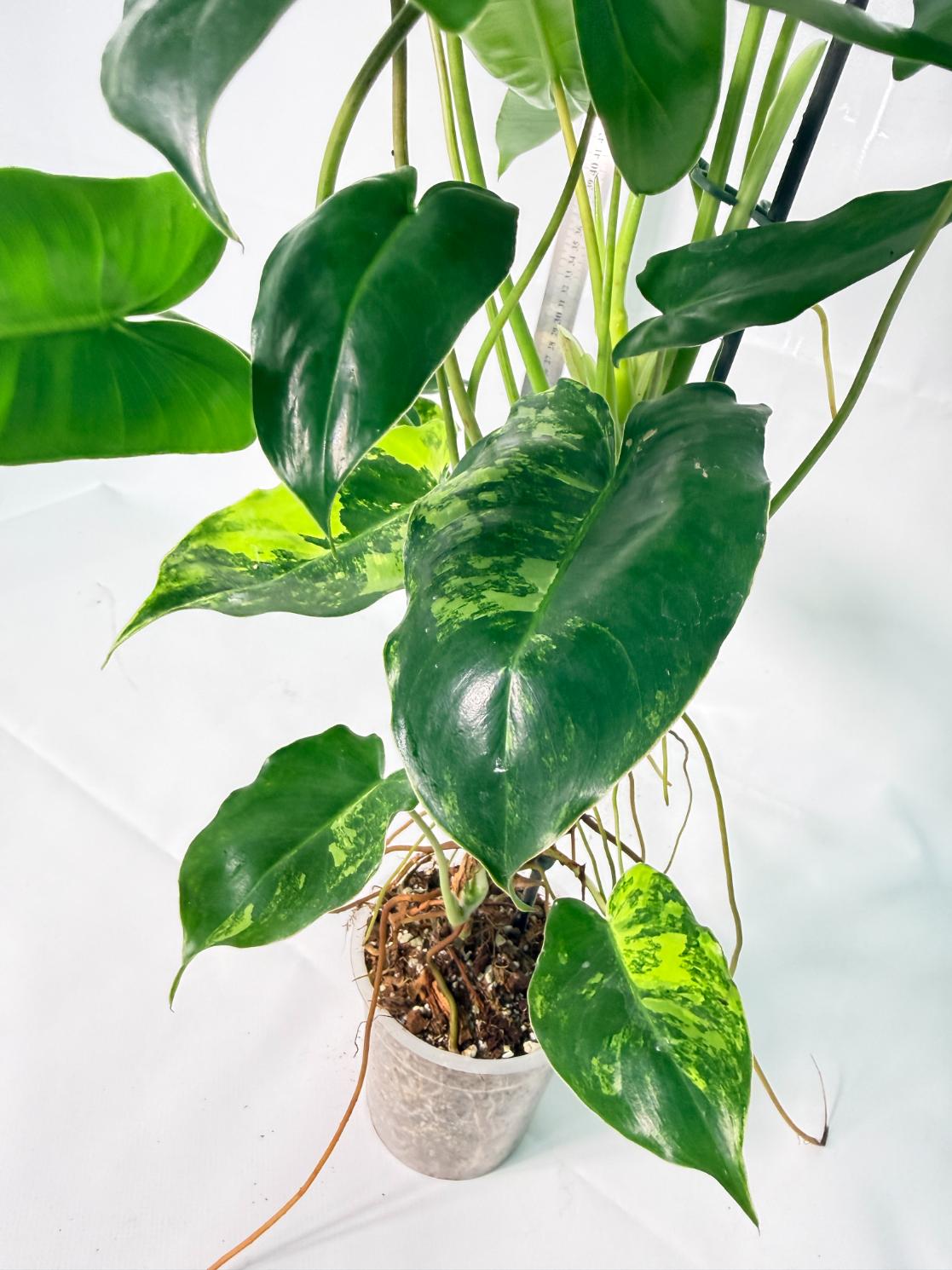 Philodendron Burle Marx Variegata 10