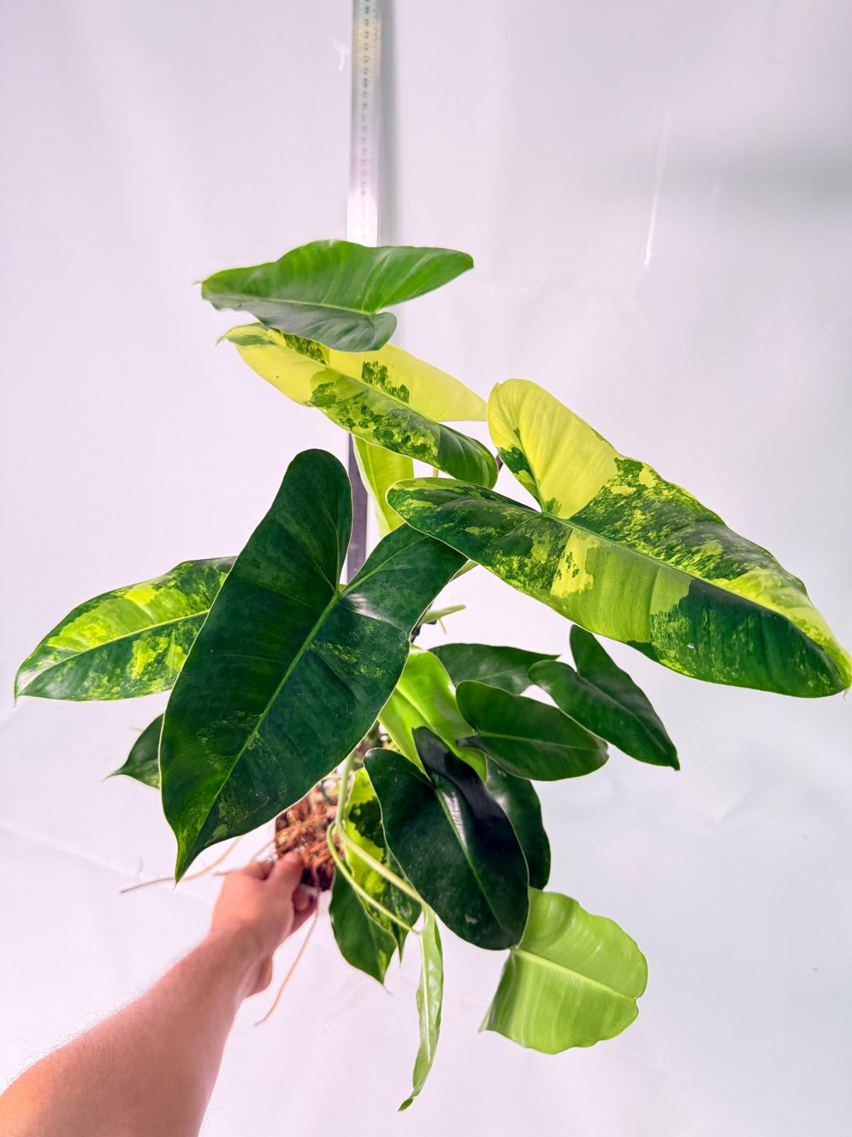 Philodendron Burle Marx Variegata 11