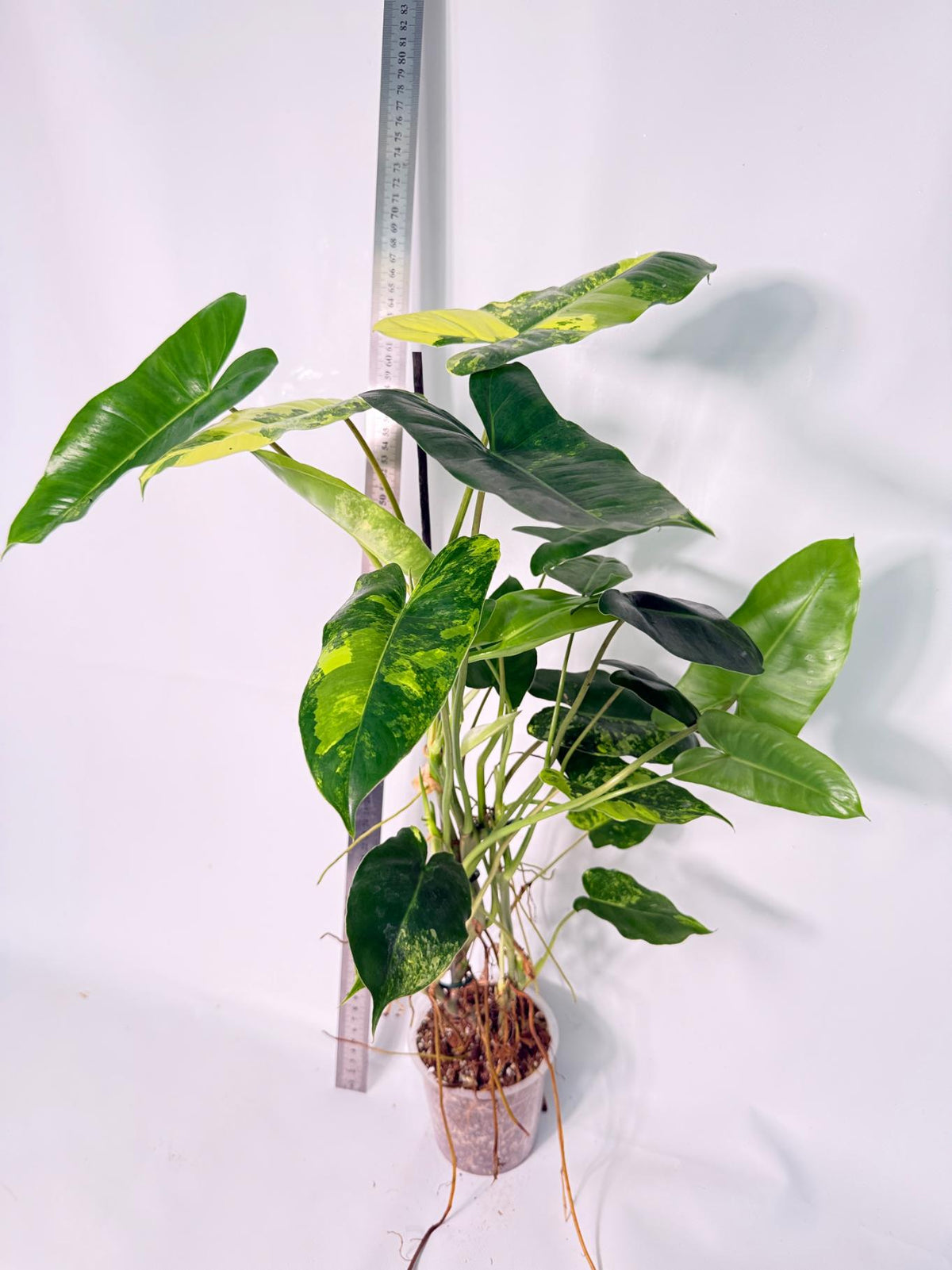 Philodendron Burle Marx Variegata 4