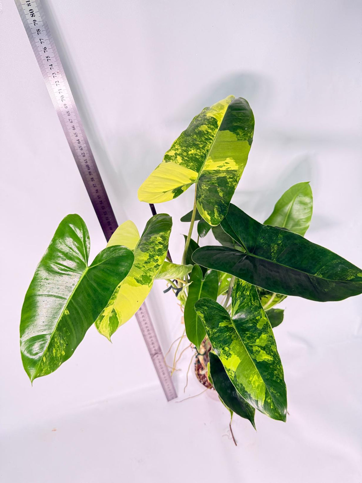 Philodendron Burle Marx Variegata 5