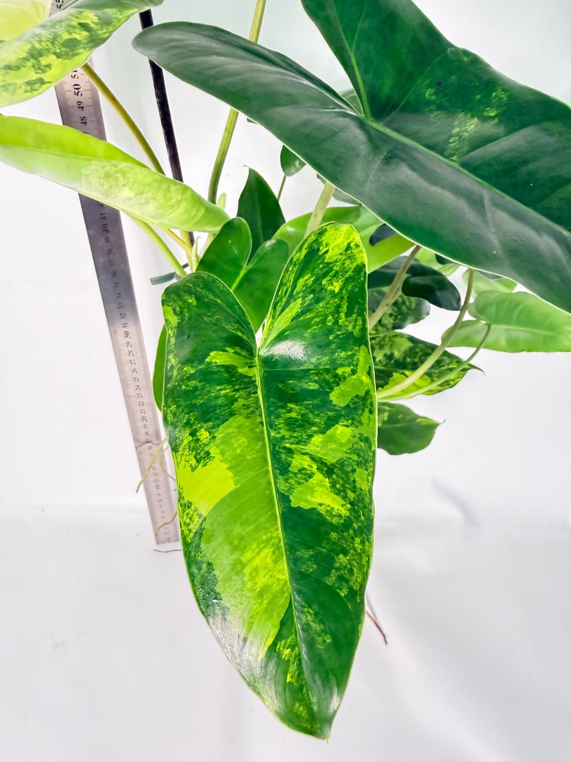 Philodendron Burle Marx Variegata 6