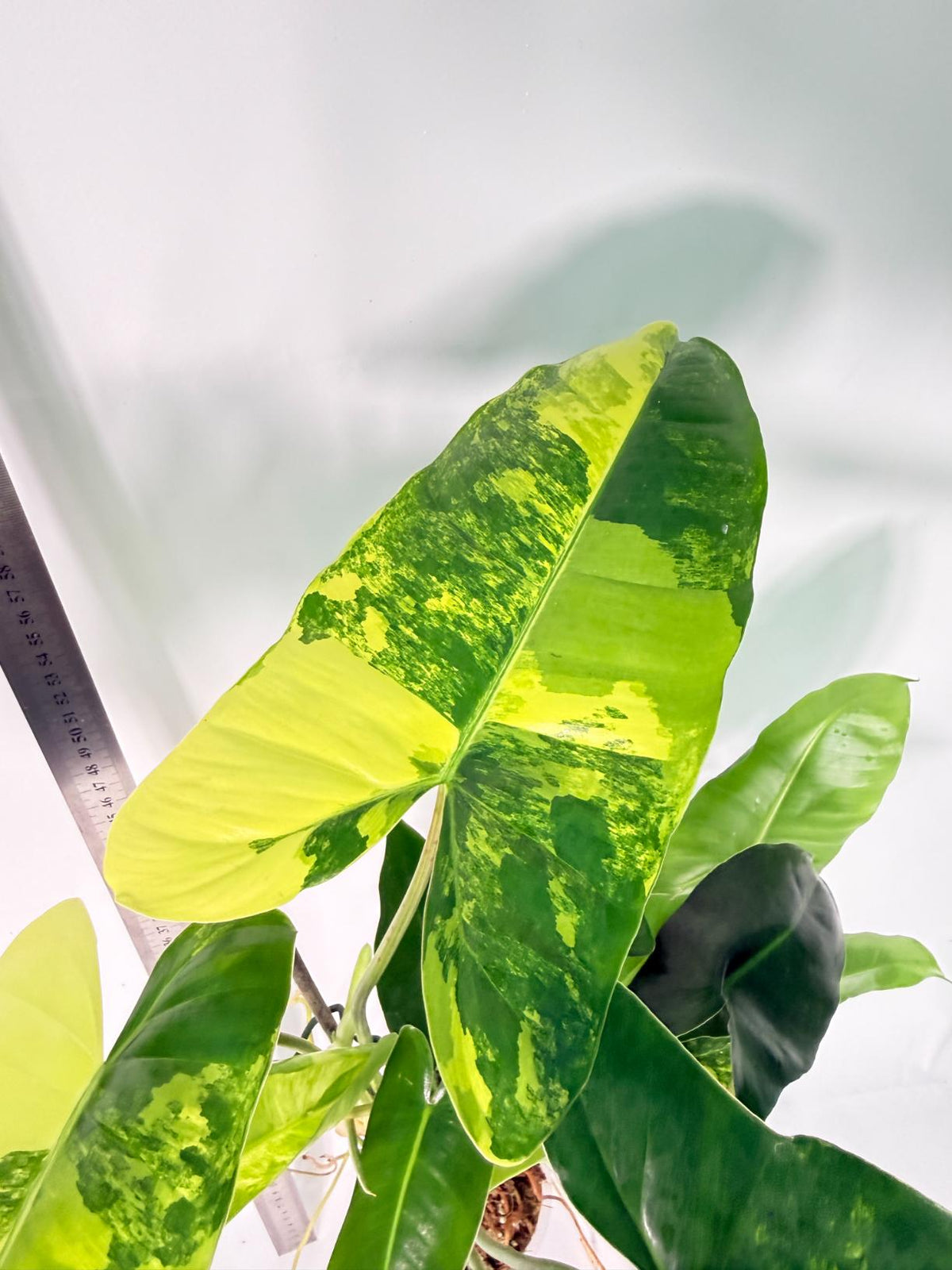 Philodendron Burle Marx Variegata 9