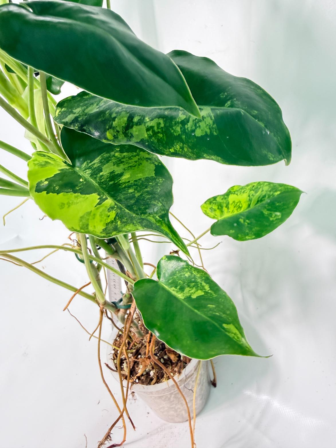 Philodendron Burle Marx Variegata 8