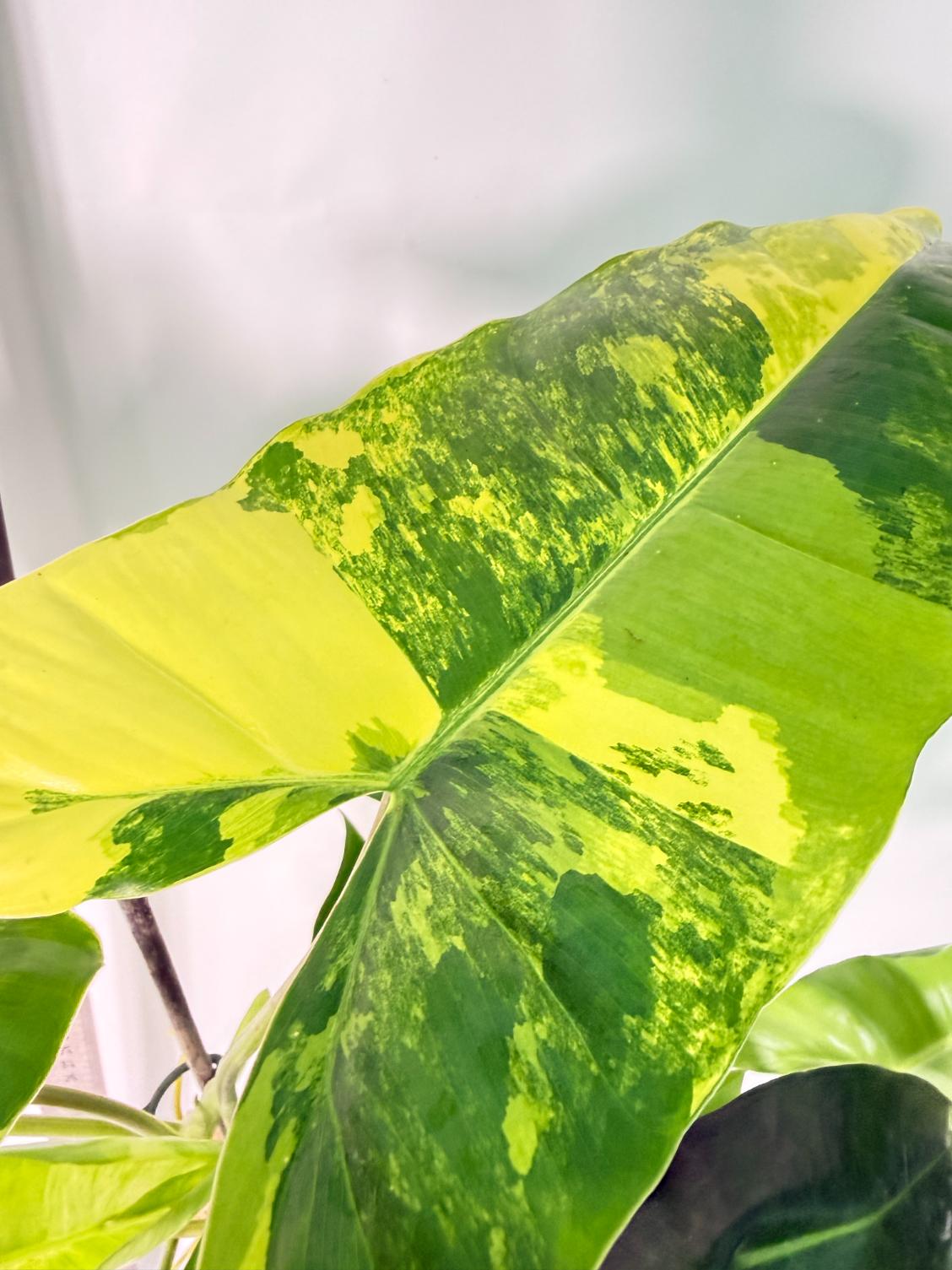 Philodendron Burle Marx Variegata 1