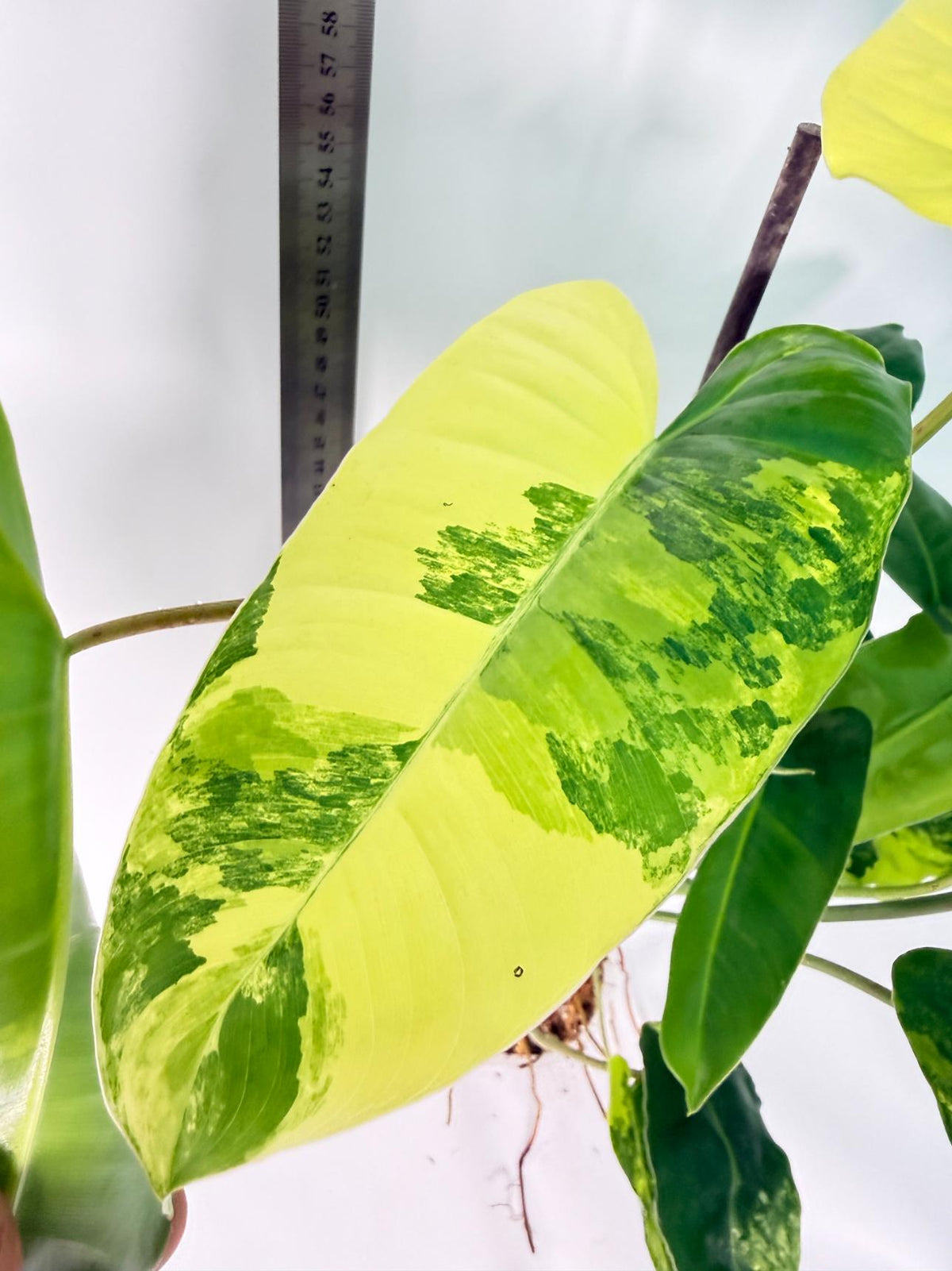 Philodendron Burle Marx Variegata 3