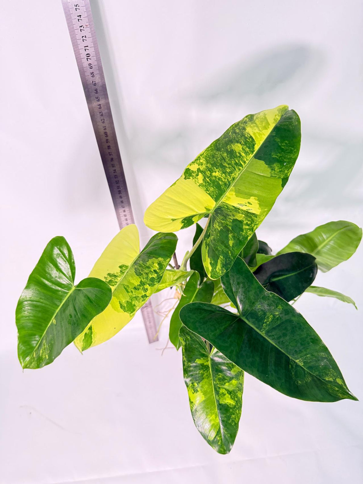 Philodendron Burle Marx Variegata 7