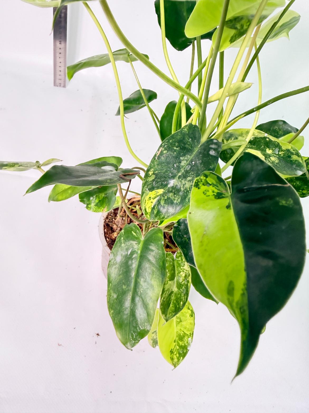Philodendron Burle Marx Variegata 9
