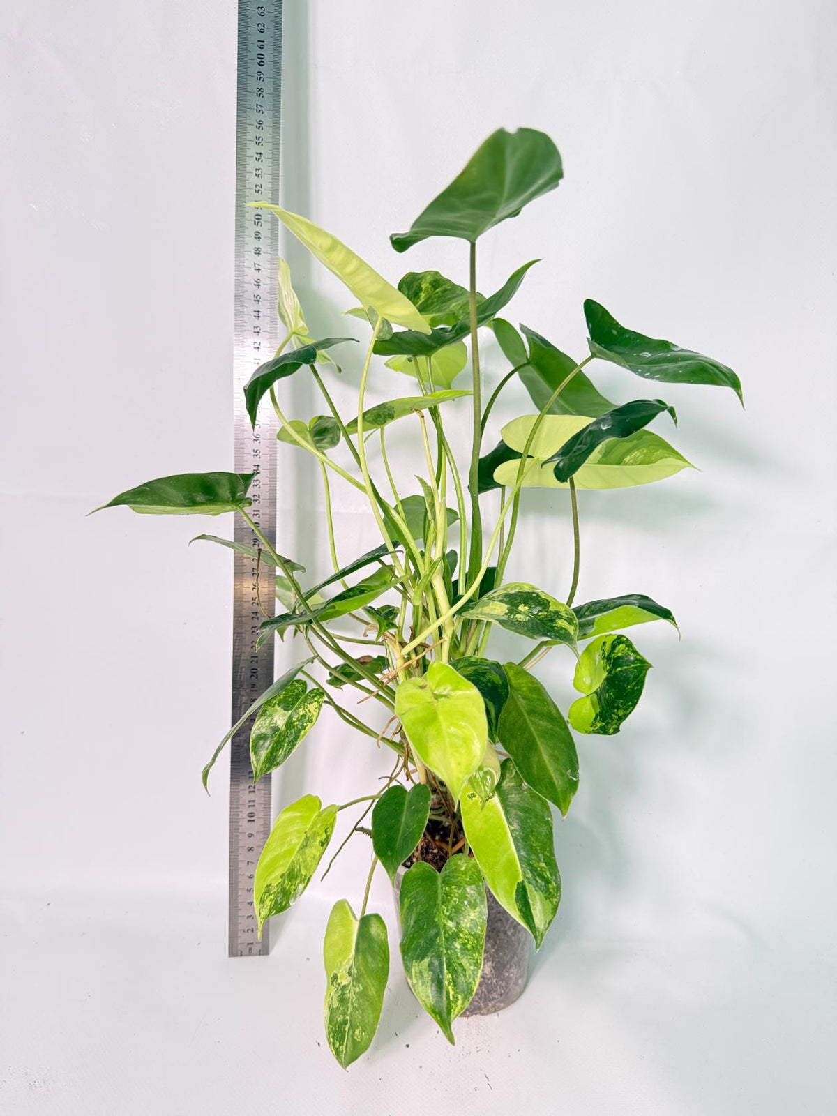 Philodendron Burle Marx Variegata 1