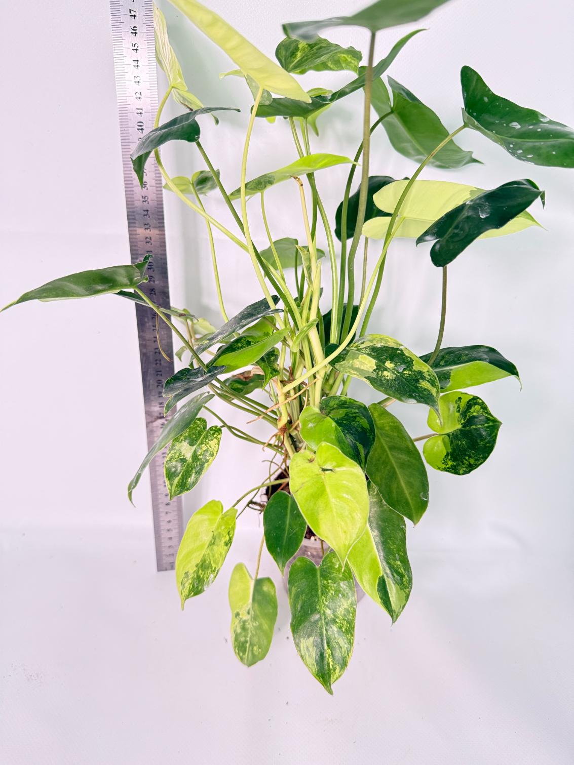 Philodendron Burle Marx Variegata 5