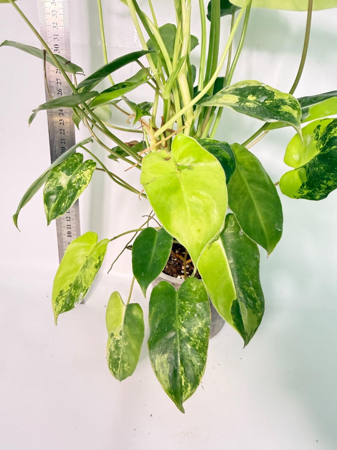 Philodendron Burle Marx Variegata 6