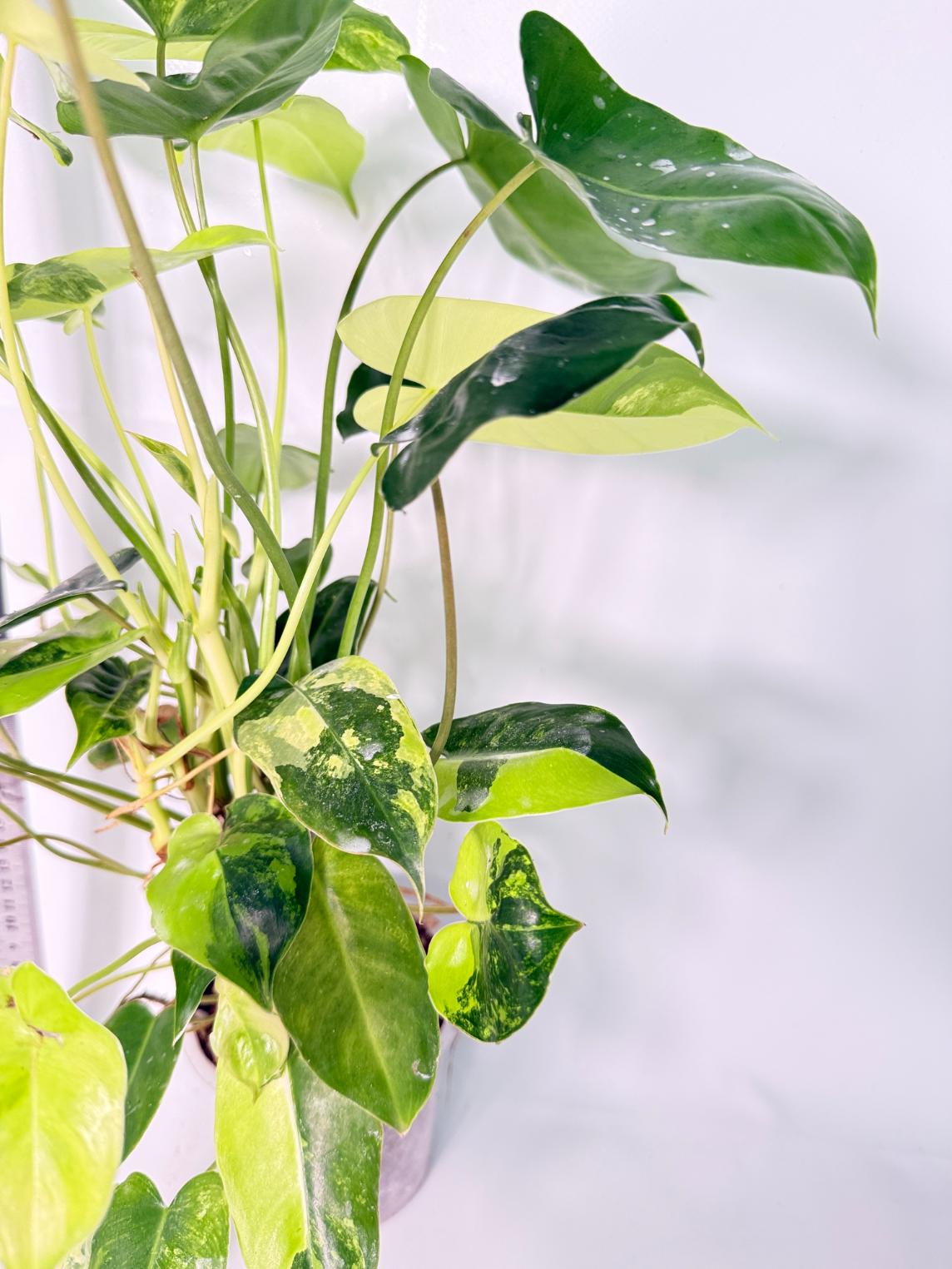 Philodendron Burle Marx Variegata 7
