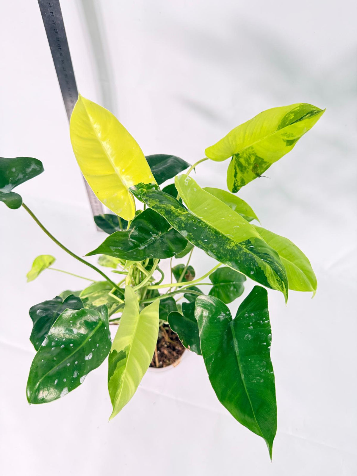 Philodendron Burle Marx Variegata 8