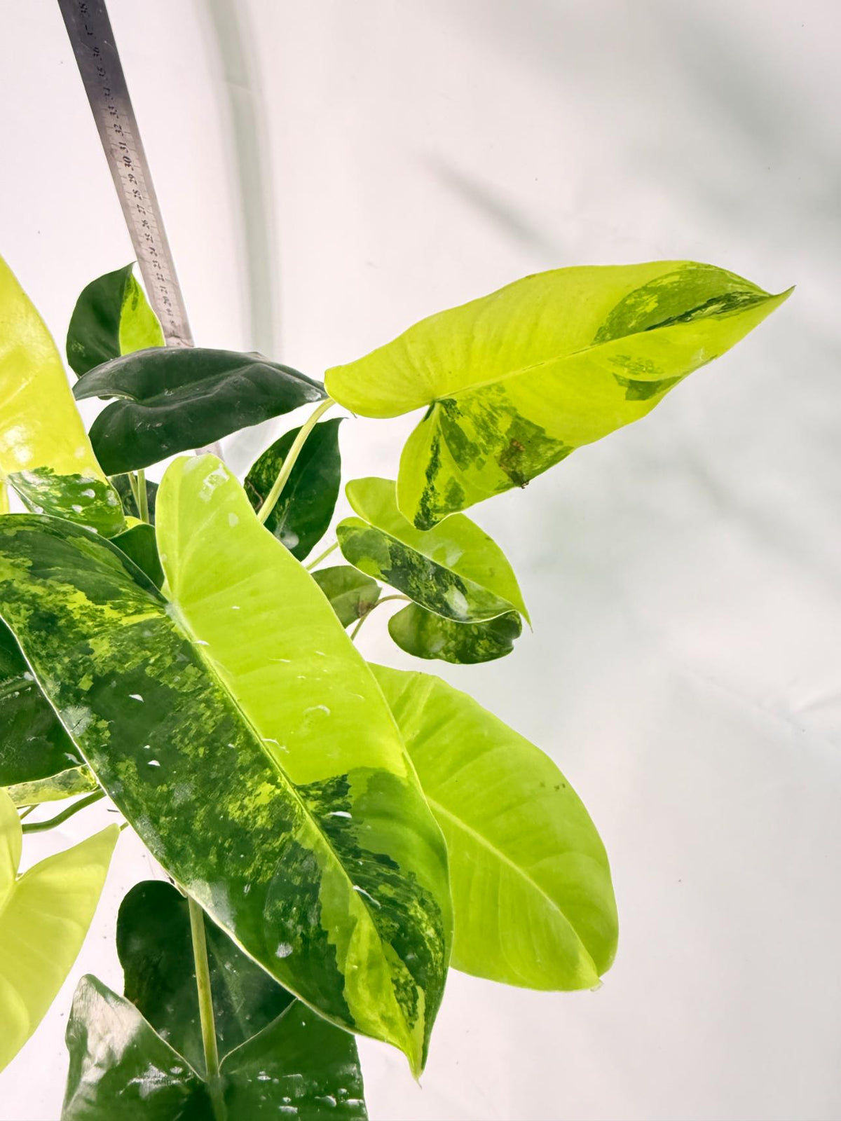 Philodendron Burle Marx Variegata 2