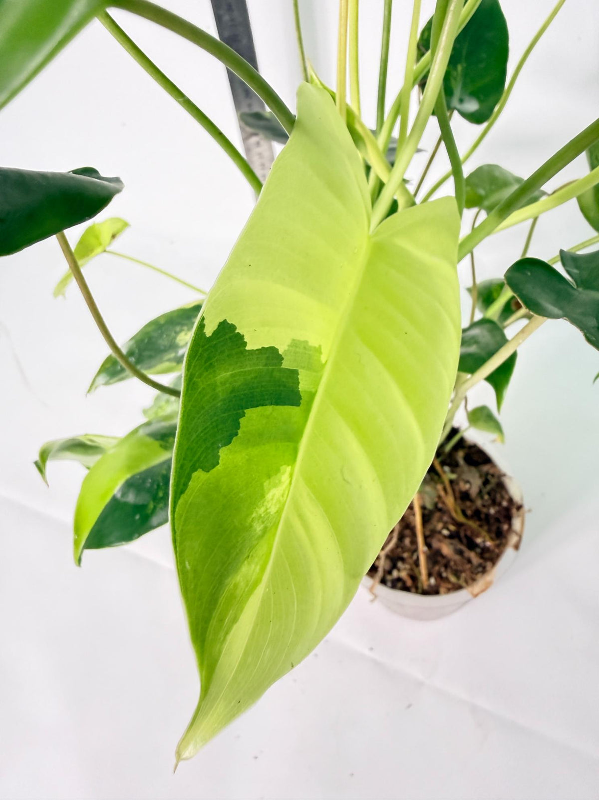 Philodendron Burle Marx Variegata 4