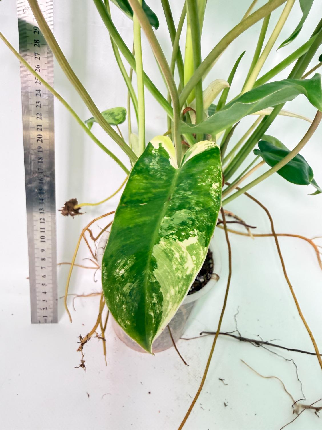 Philodendron Burle Marx Variegata 10