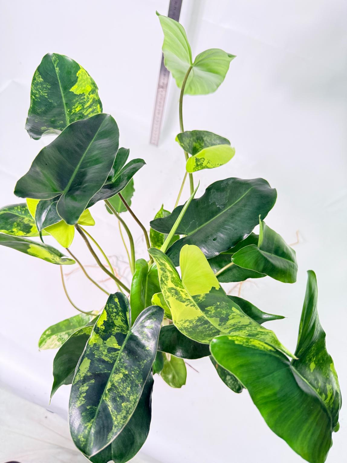 Philodendron Burle Marx Variegata 11