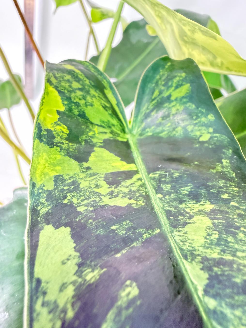 Philodendron Burle Marx Variegata 13