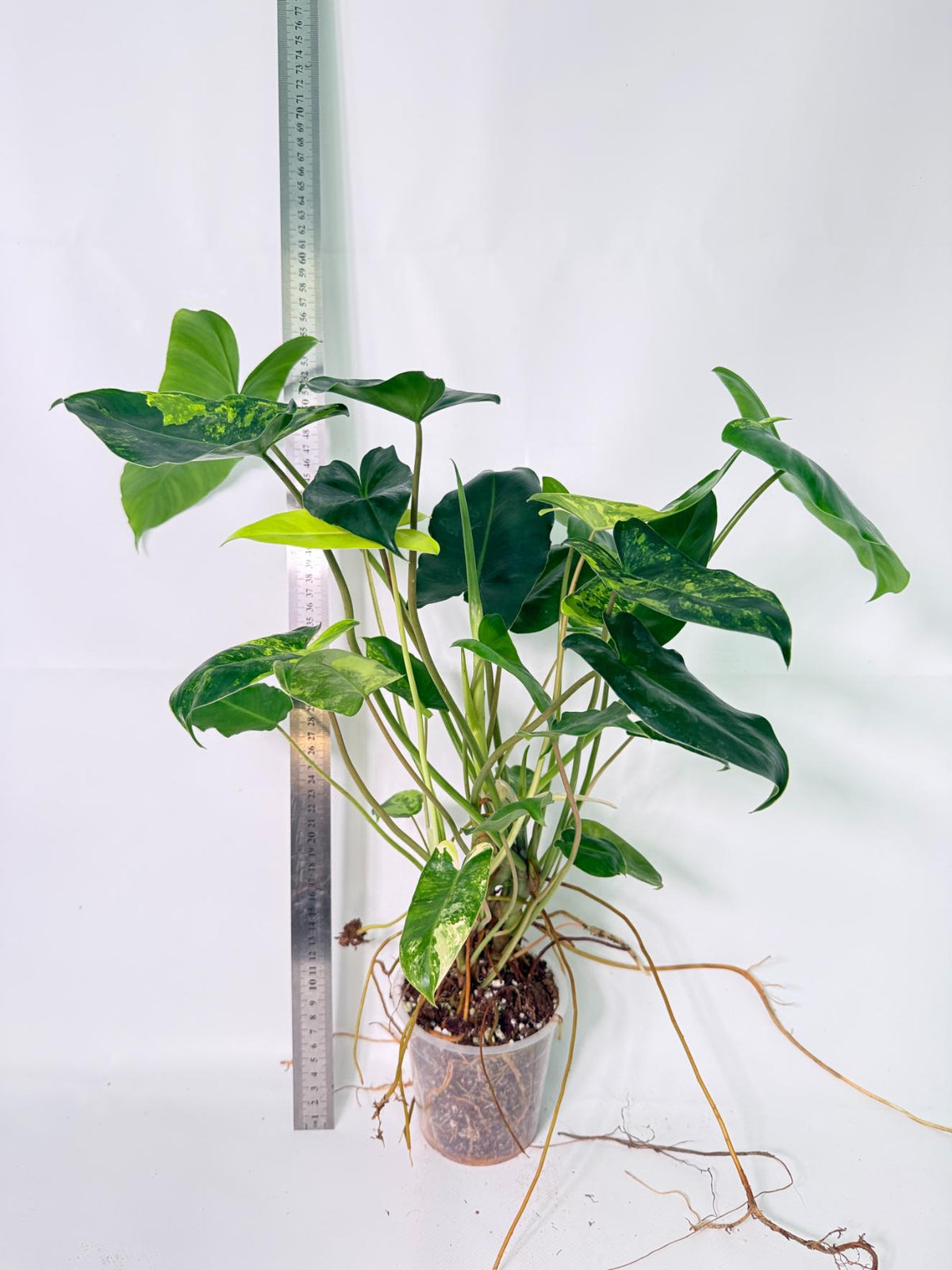 Philodendron Burle Marx Variegata 1