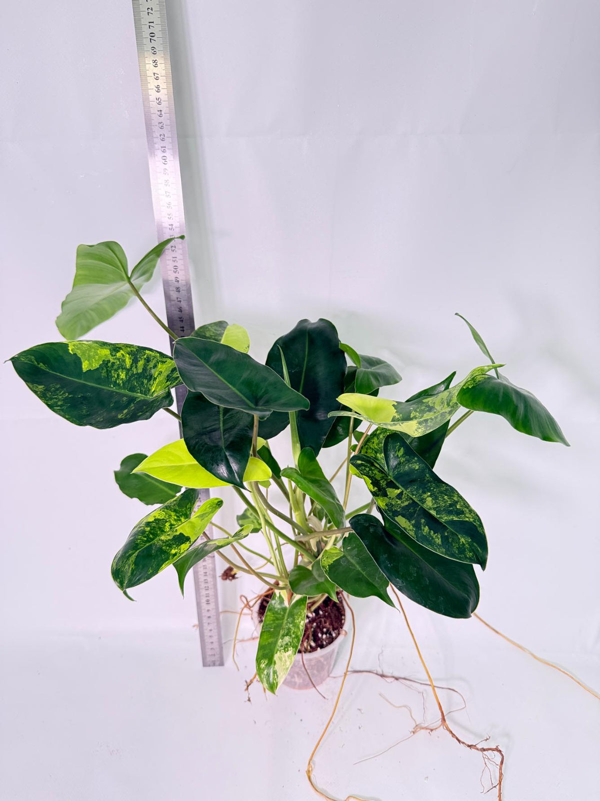 Philodendron Burle Marx Variegata 4