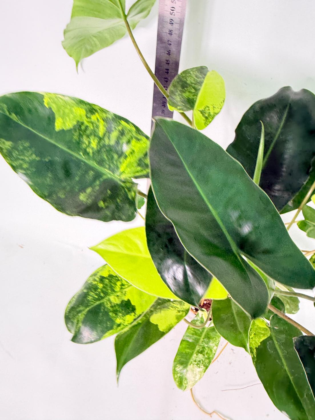 Philodendron Burle Marx Variegata 8