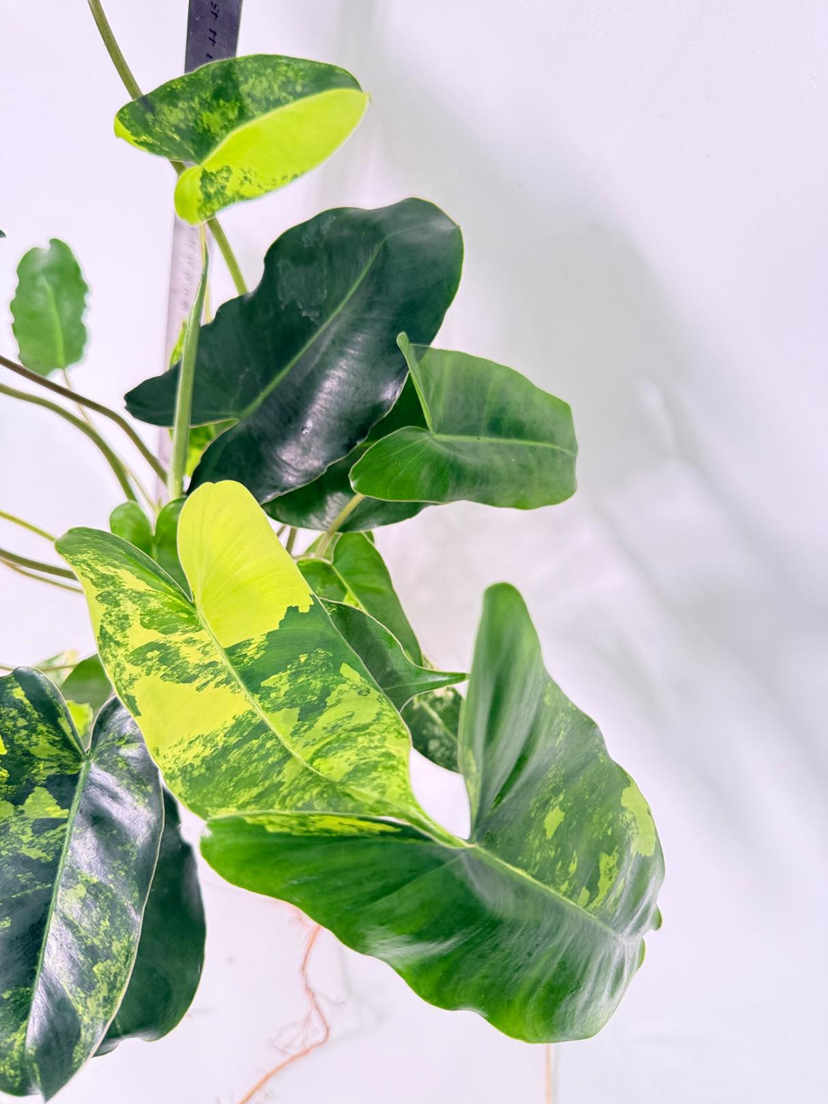 Philodendron Burle Marx Variegata 6