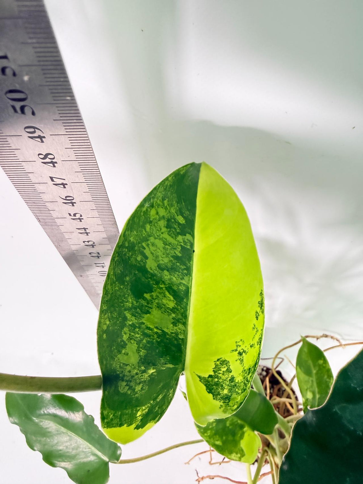 Philodendron Burle Marx Variegata 3