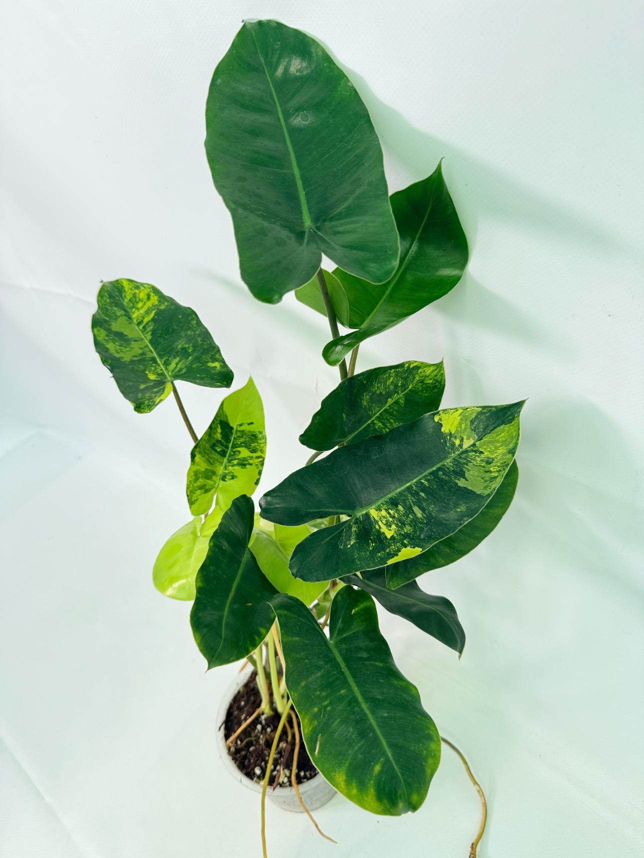 Philodendron Burle Marx Variegata 07