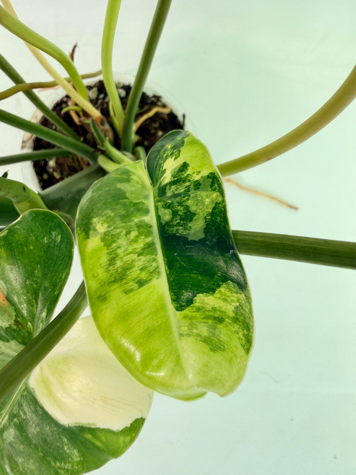 Philodendron Burle Marx Variegata 09