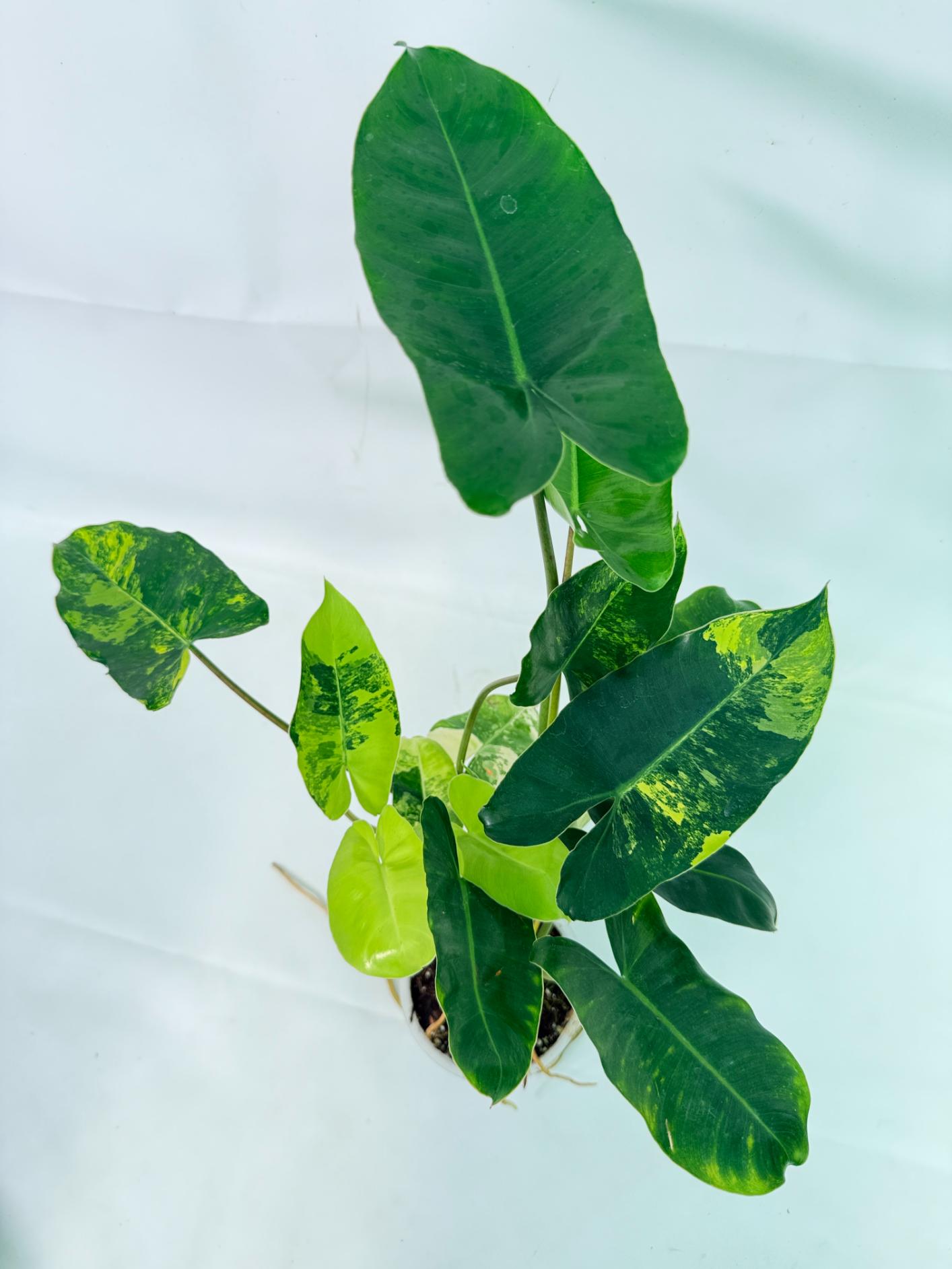 Philodendron Burle Marx Variegata 10