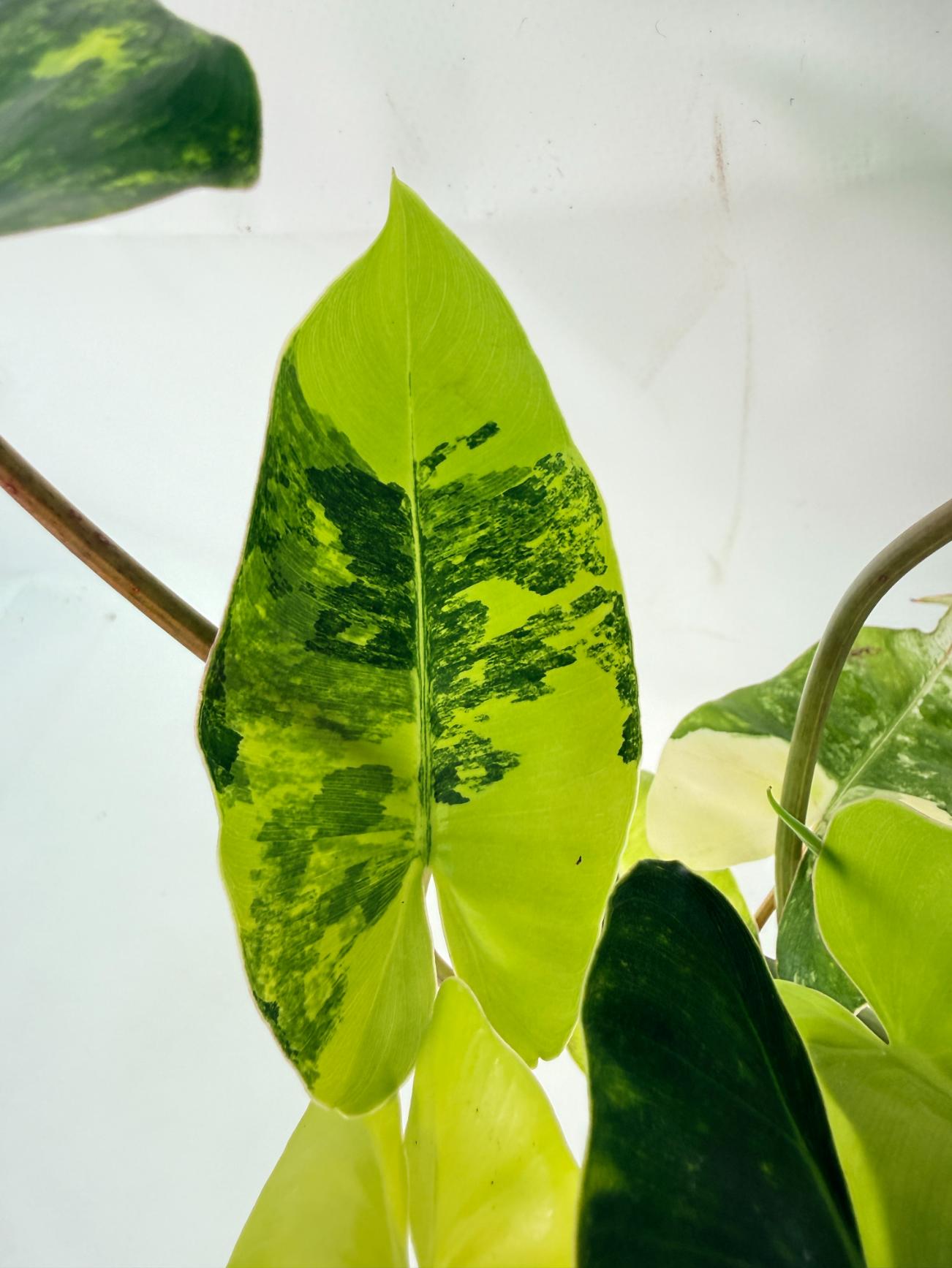 Philodendron Burle Marx Variegata 04