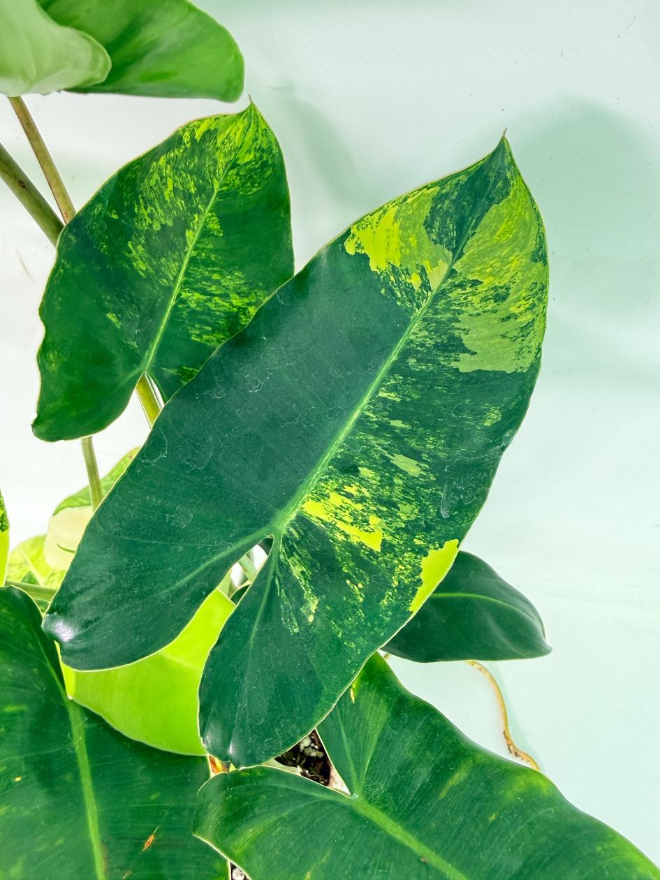 Philodendron Burle Marx Variegata 05
