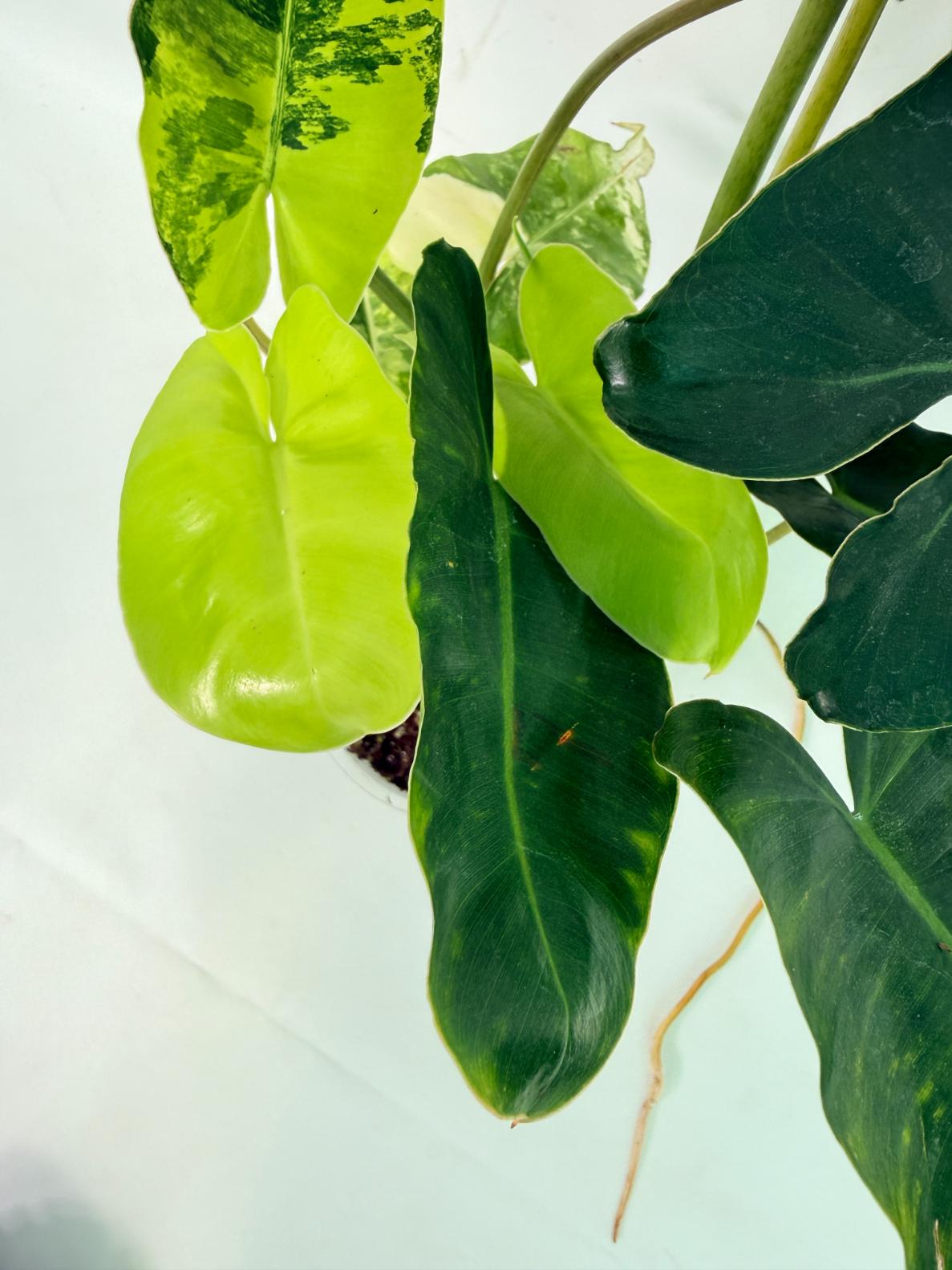 Philodendron Burle Marx Variegata 06