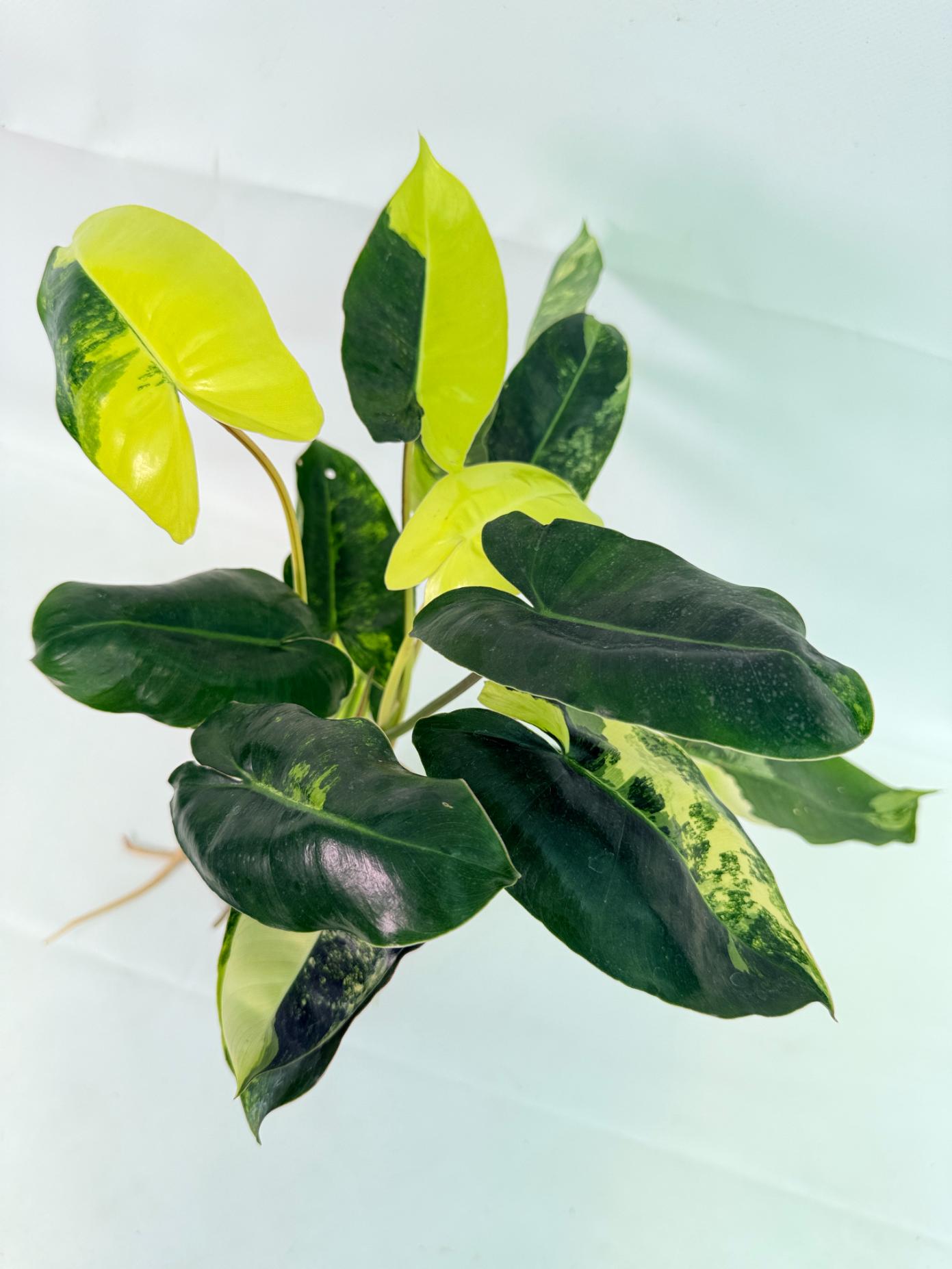 Philodendron Burle Marx Variegata 01