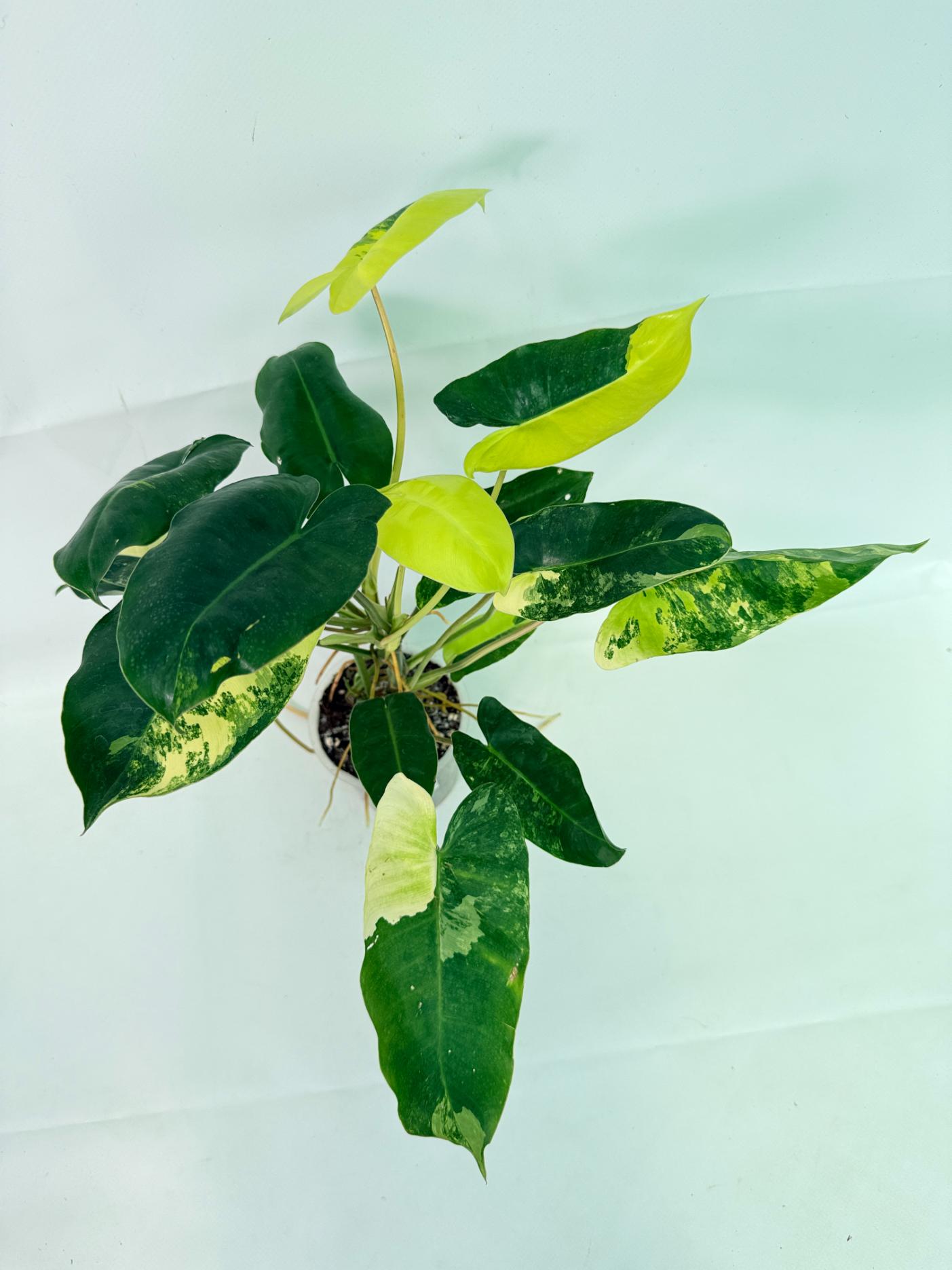 Philodendron Burle Marx Variegata 03
