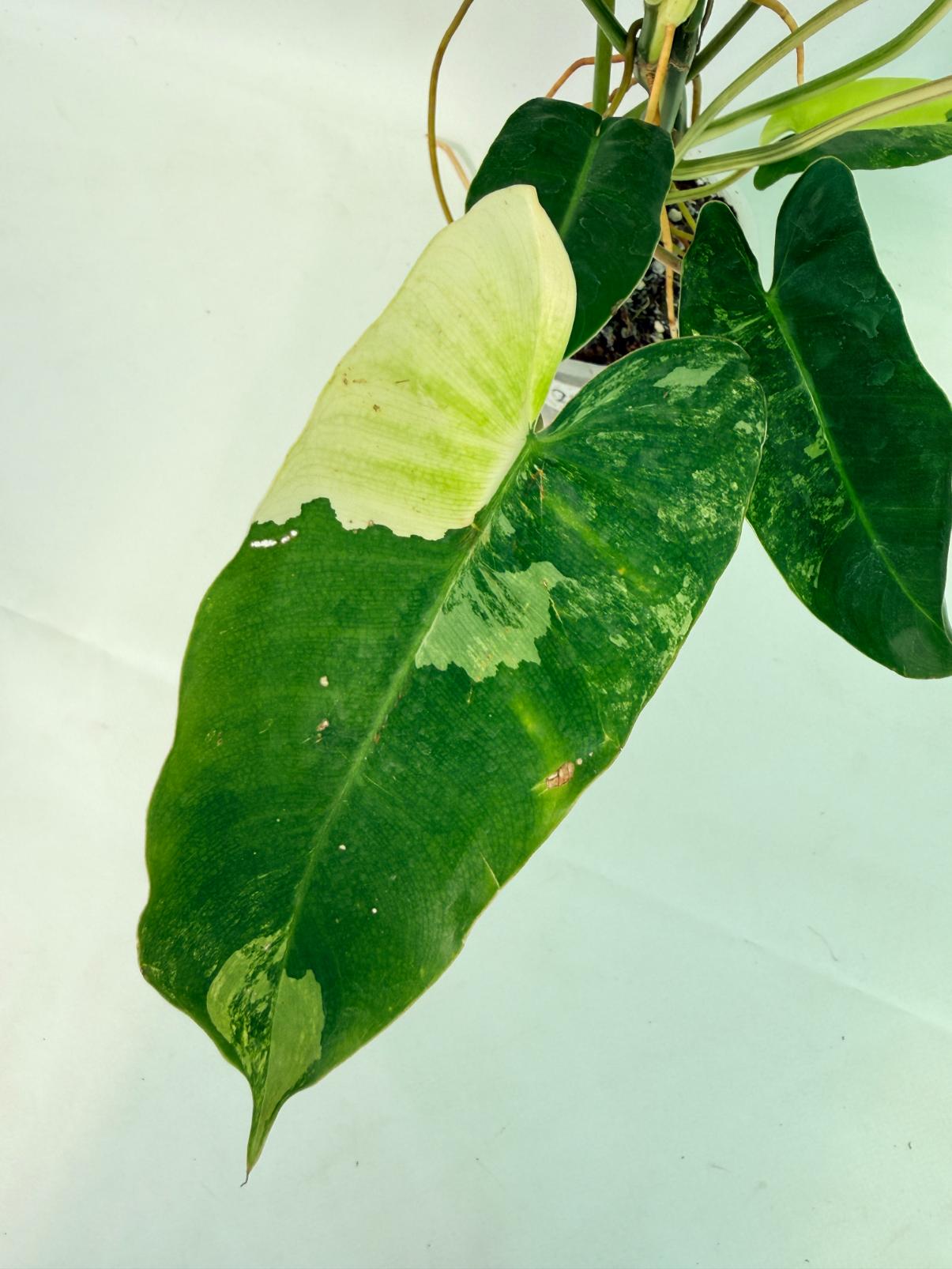 Philodendron Burle Marx Variegata 04