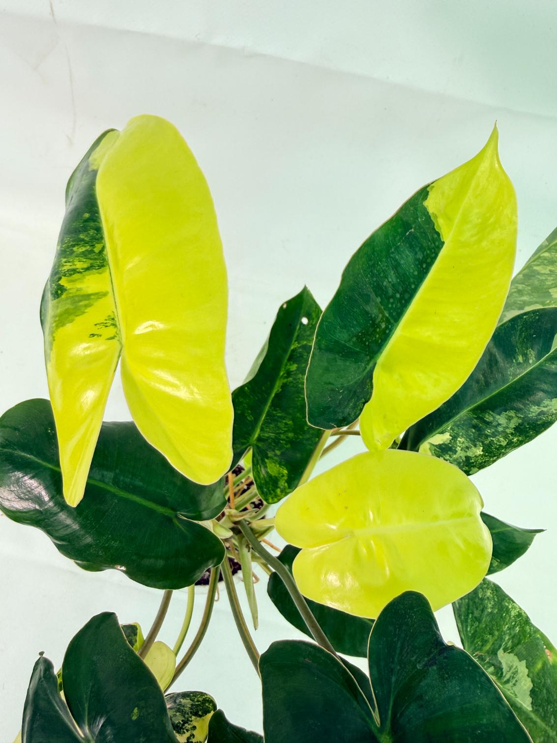 Philodendron Burle Marx Variegata 05
