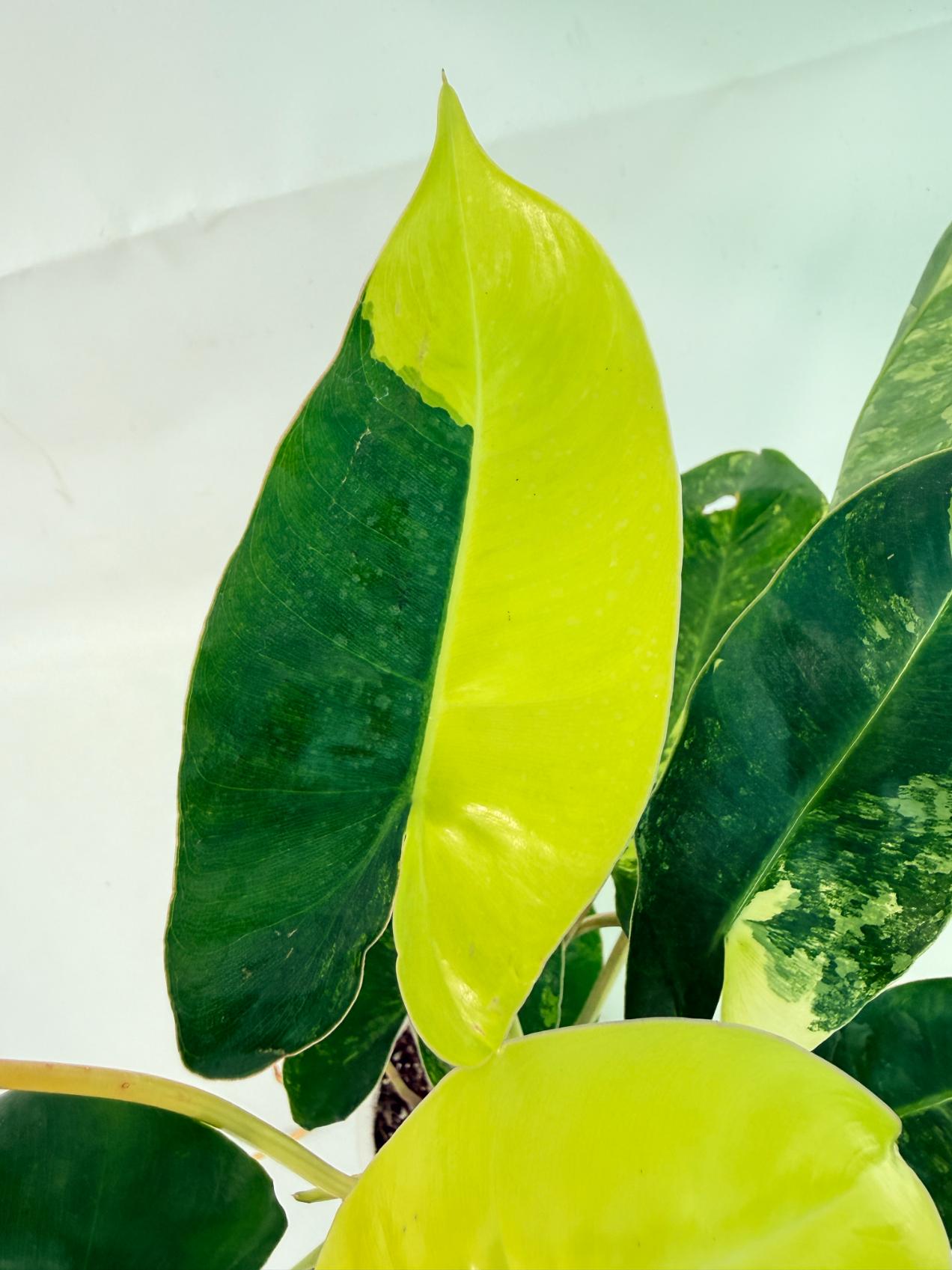 Philodendron Burle Marx Variegata 06